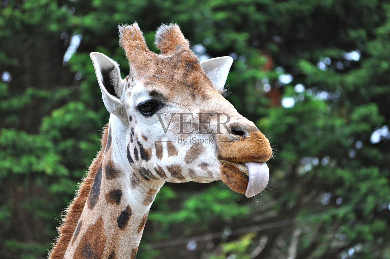 蔑视照片摄影图片