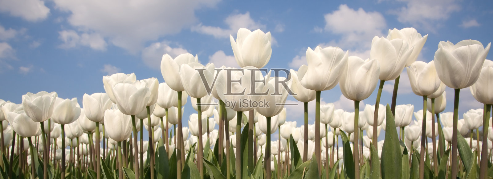 白色郁金香的全景照片摄影图片