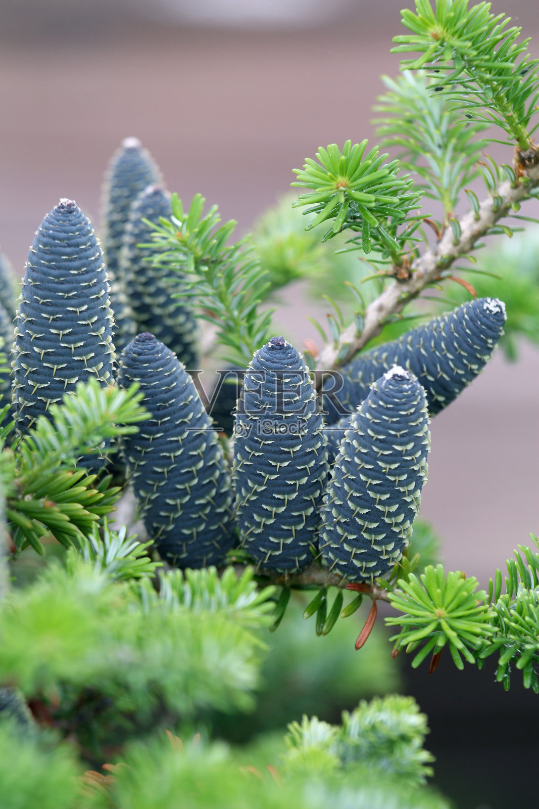 阿比斯·韩娜照片摄影图片