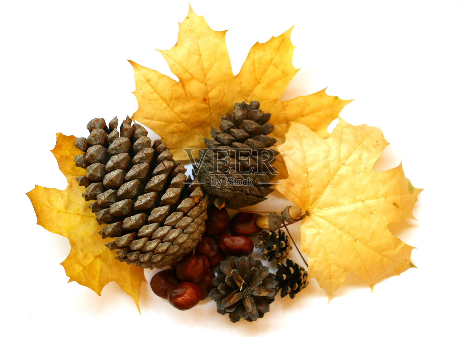 秋天的静物照片摄影图片