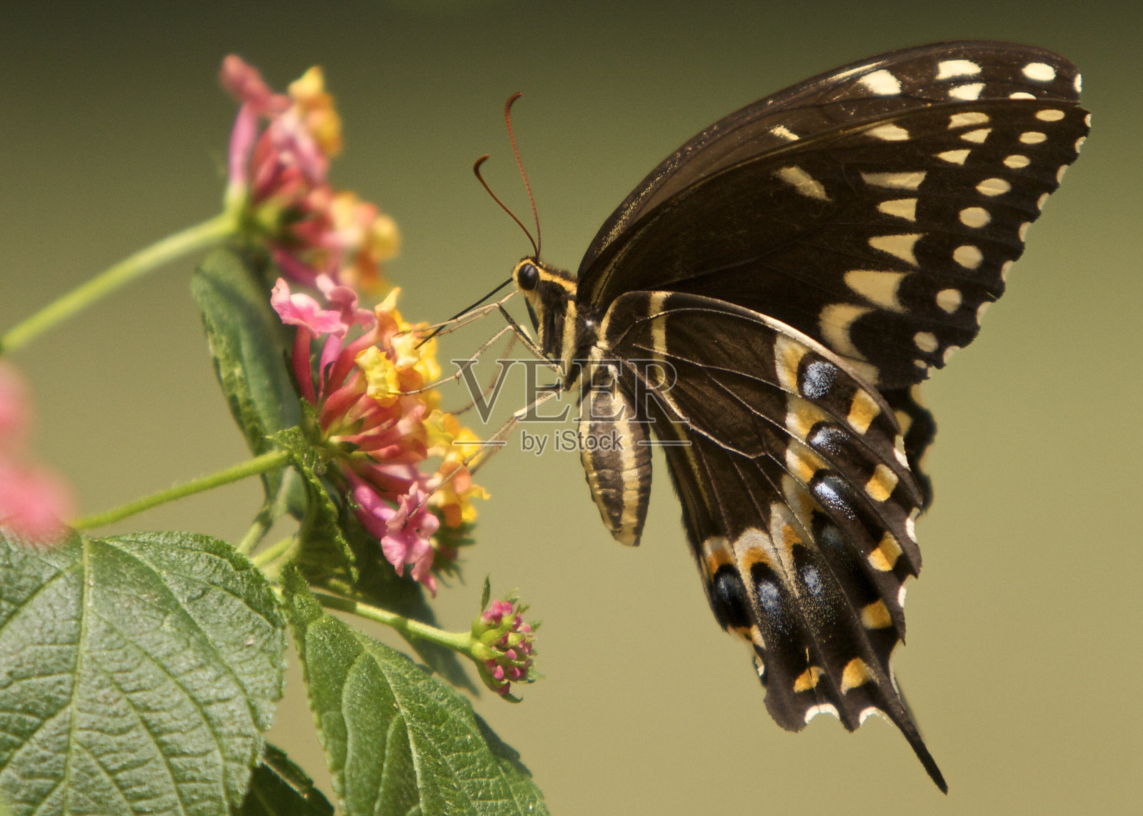 黑色的燕尾蝶照片摄影图片