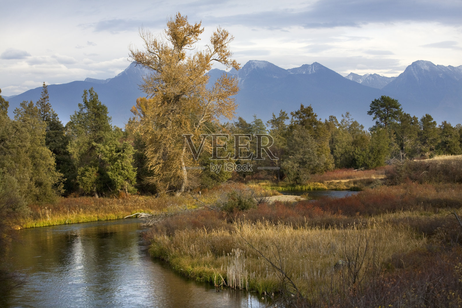 河流雪山秋色国家野牛范围蒙大拿夏洛照片摄影图片