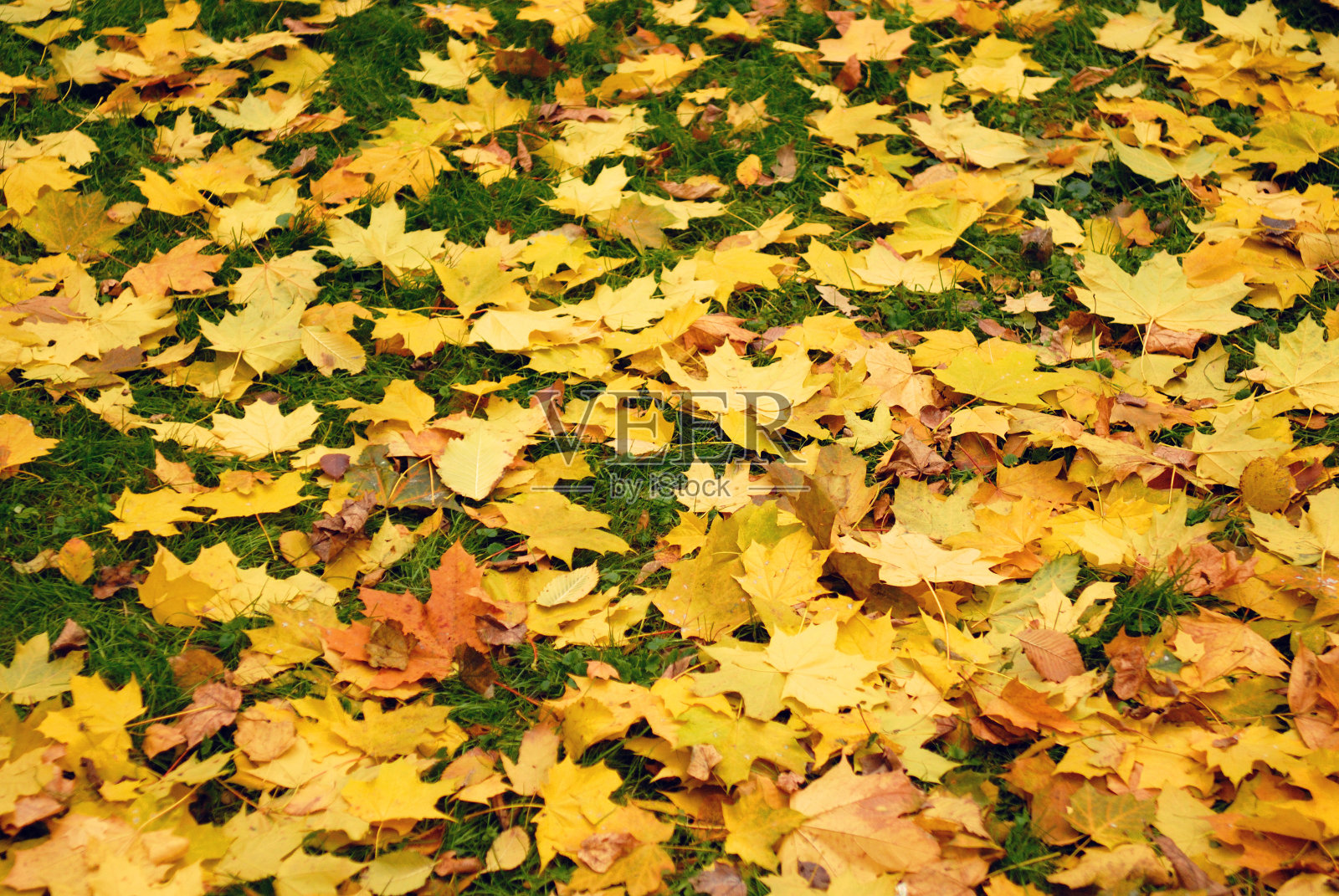 绿叶在绿草上照片摄影图片