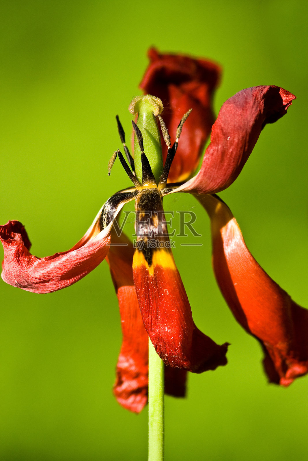 死去的郁金香照片摄影图片