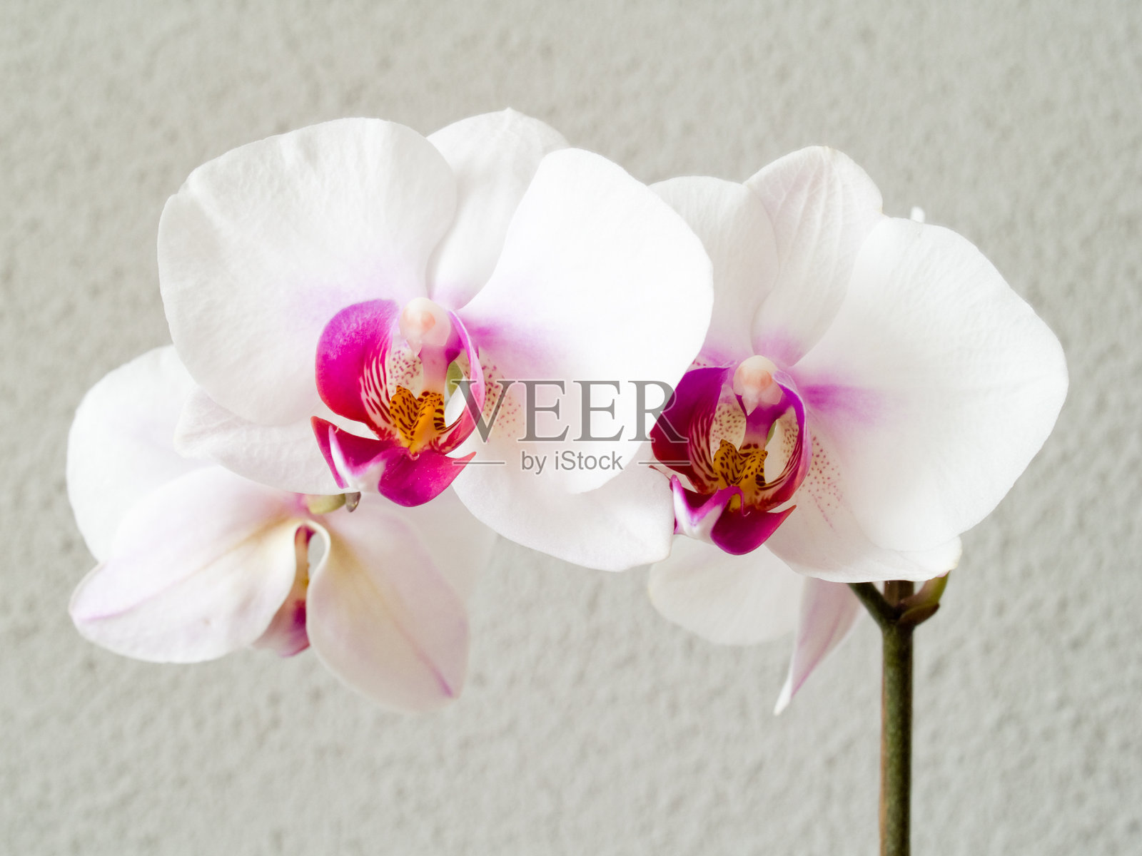 兰花 - 帕莱诺普西斯照片摄影图片