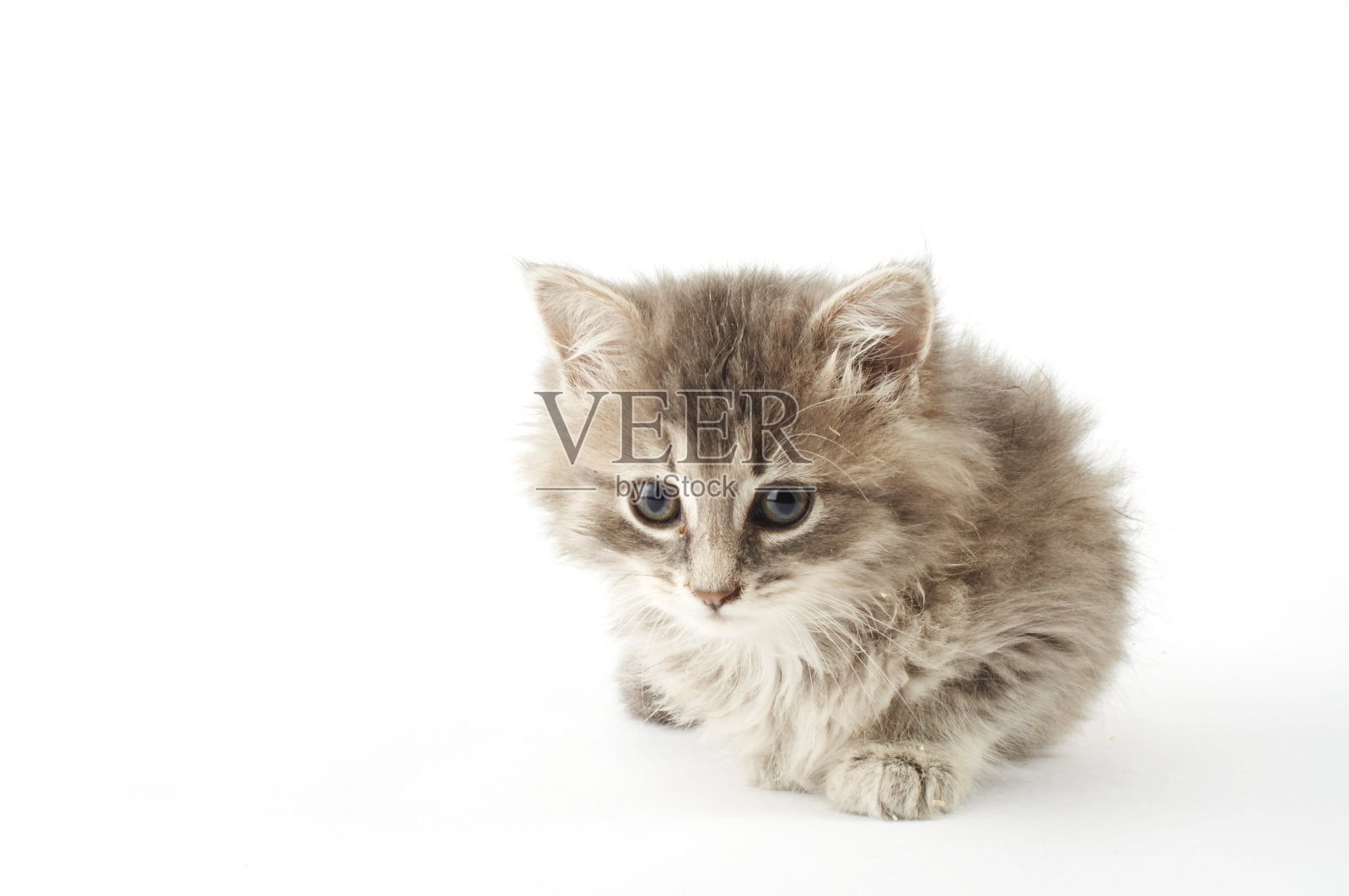 灰色的小猫照片摄影图片