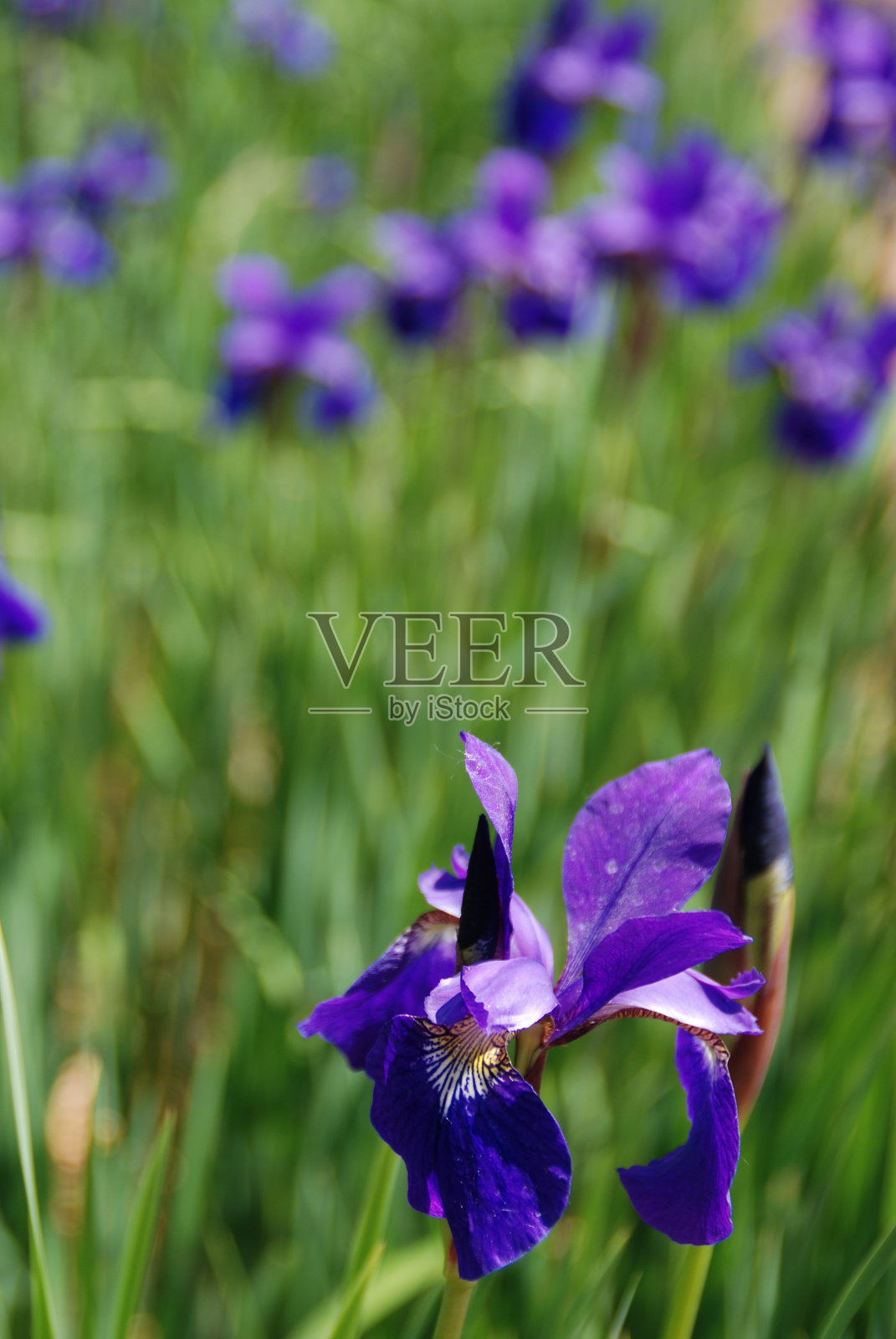 紫色鸢尾与草地和花在背景照片摄影图片