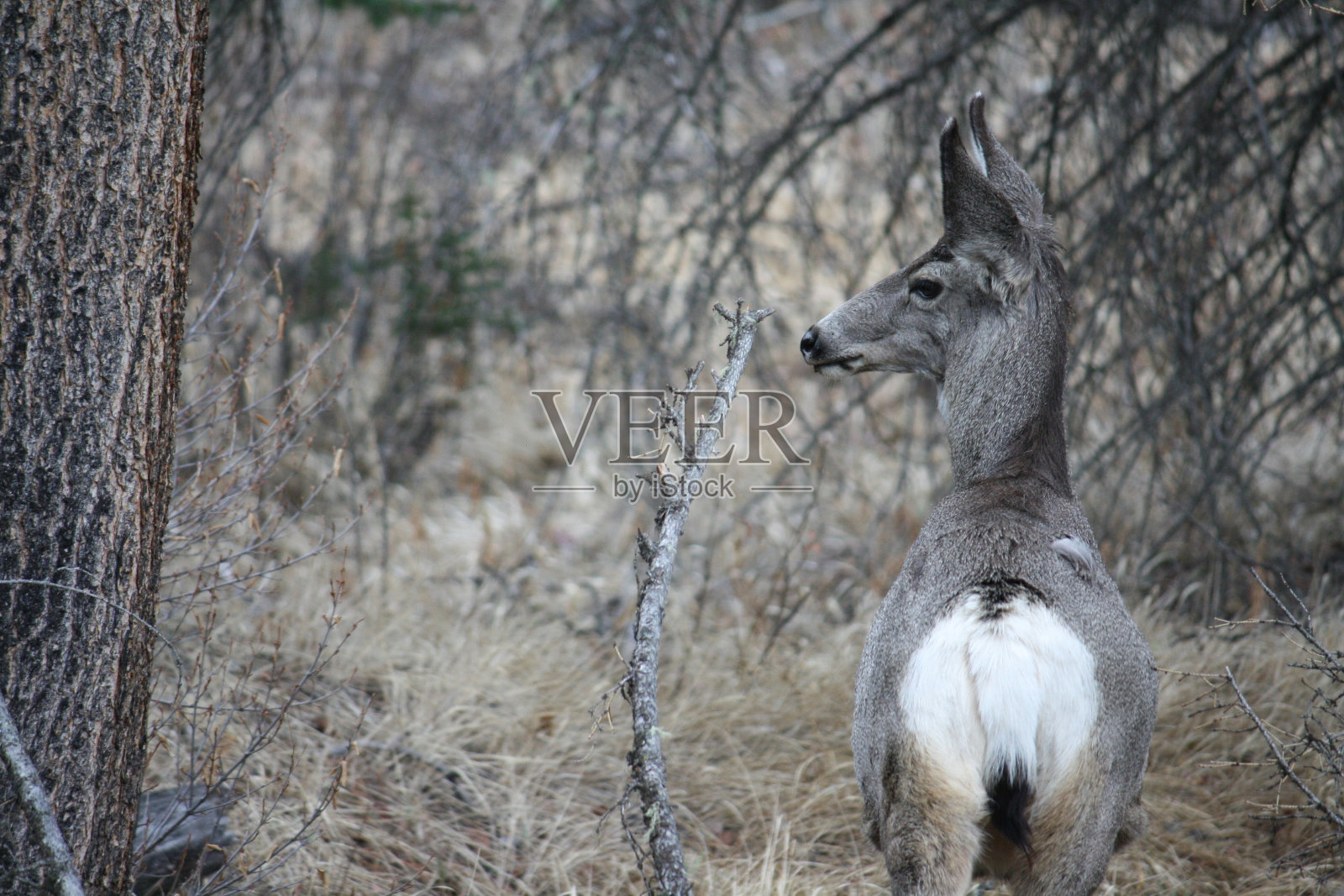 猎物照片摄影图片