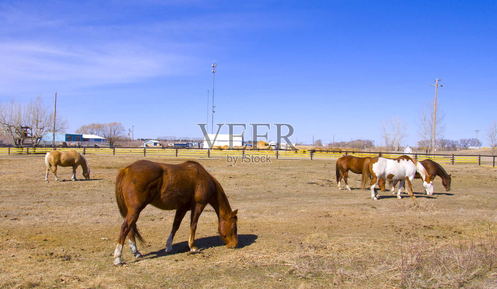 在农场上吃草的马照片摄影图片