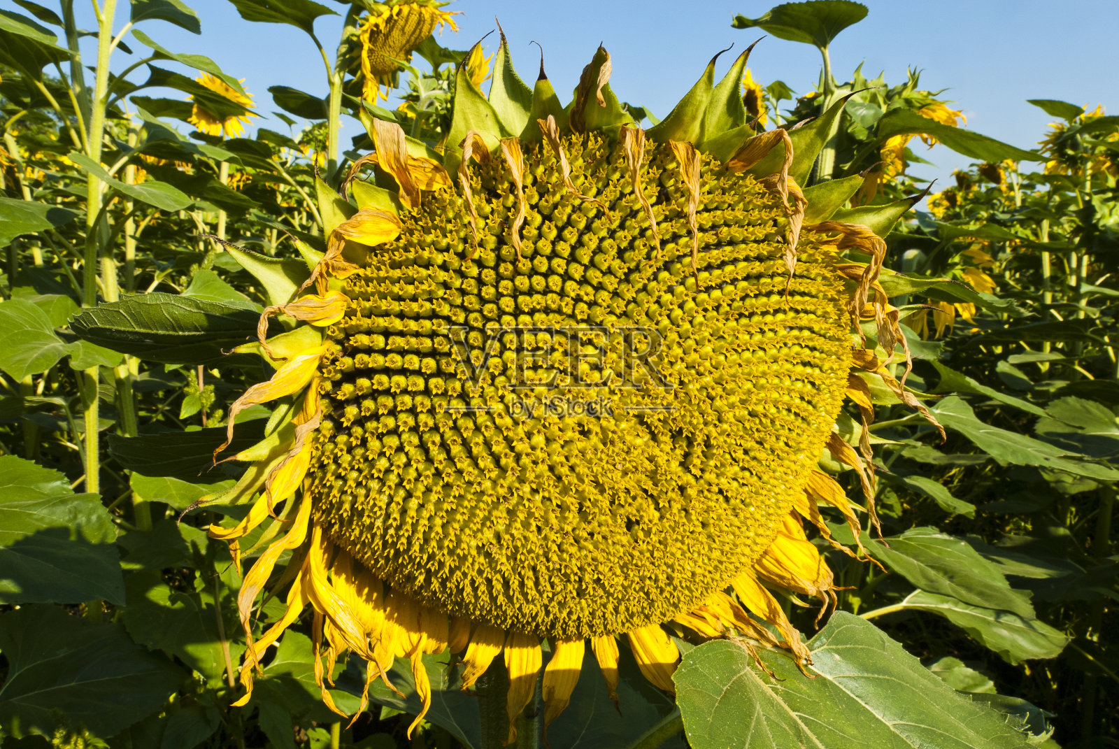 向日葵的特写照片摄影图片