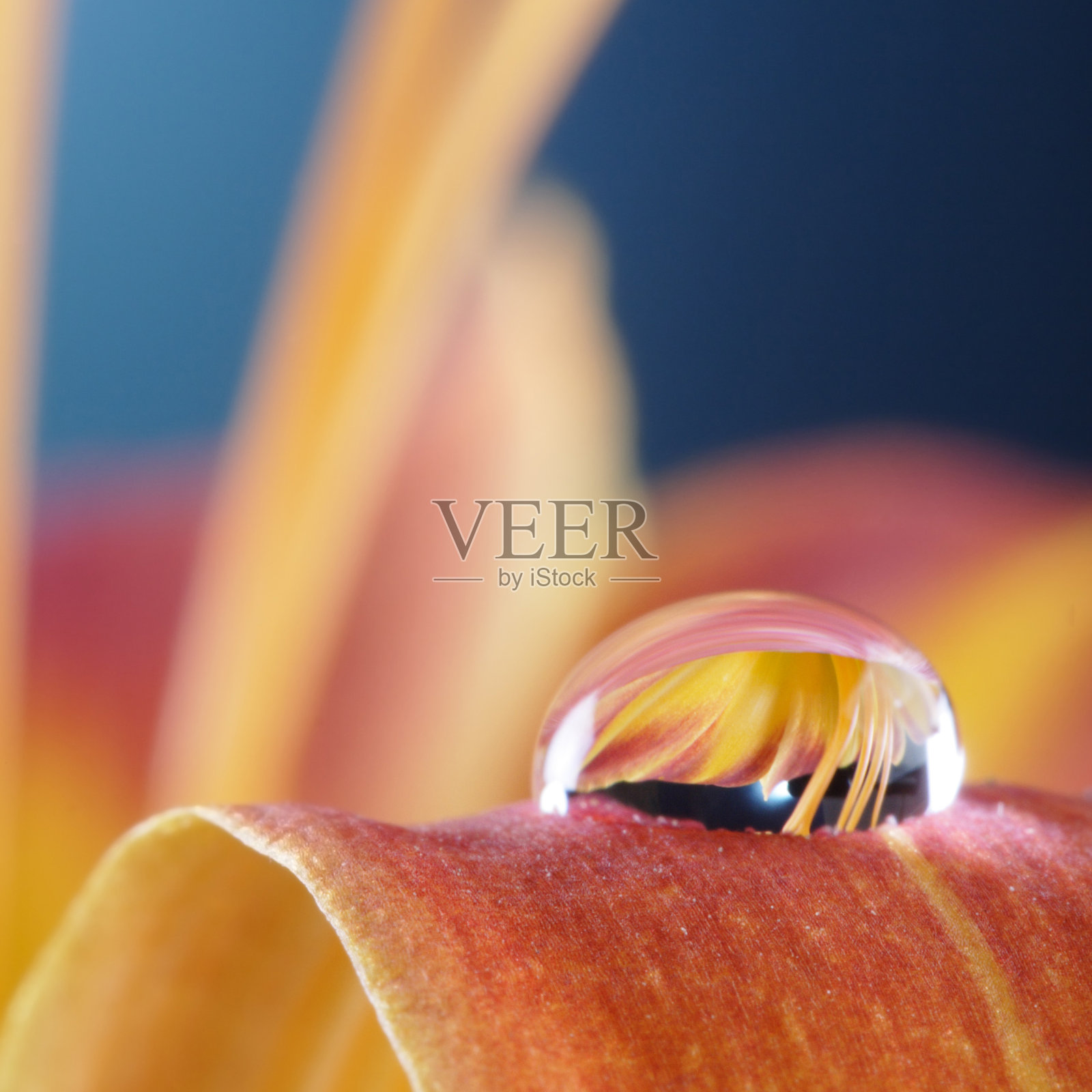 水滴在百合花瓣上照片摄影图片