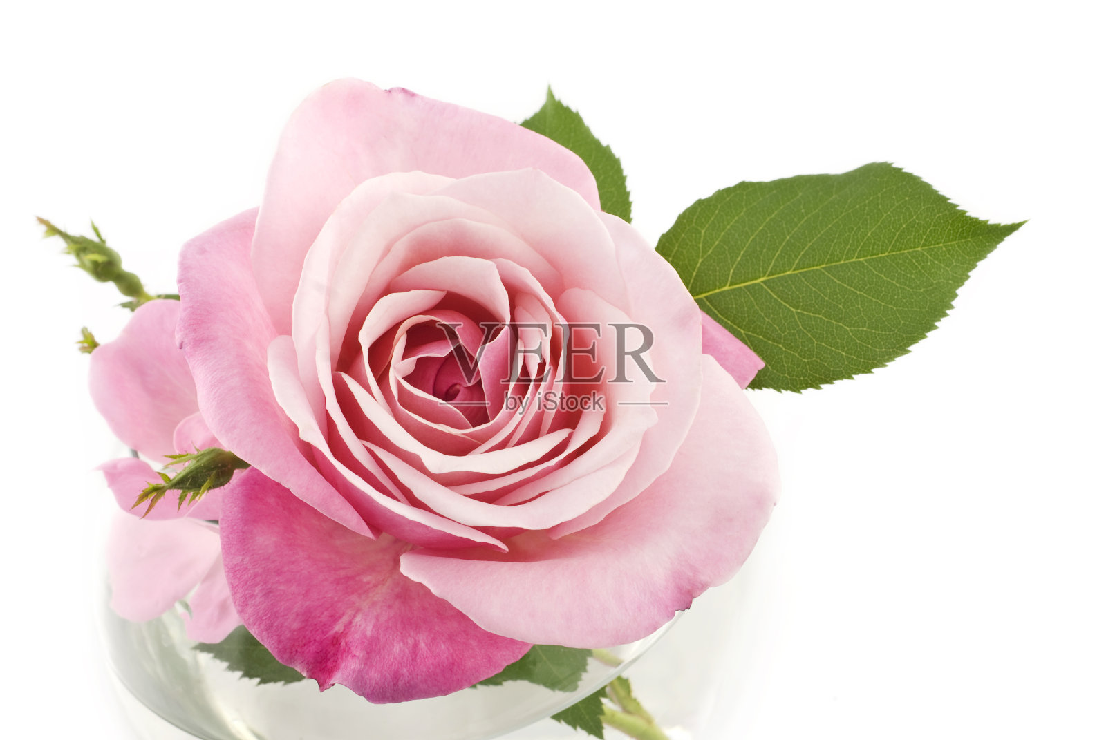 粉色玫瑰完美照片摄影图片