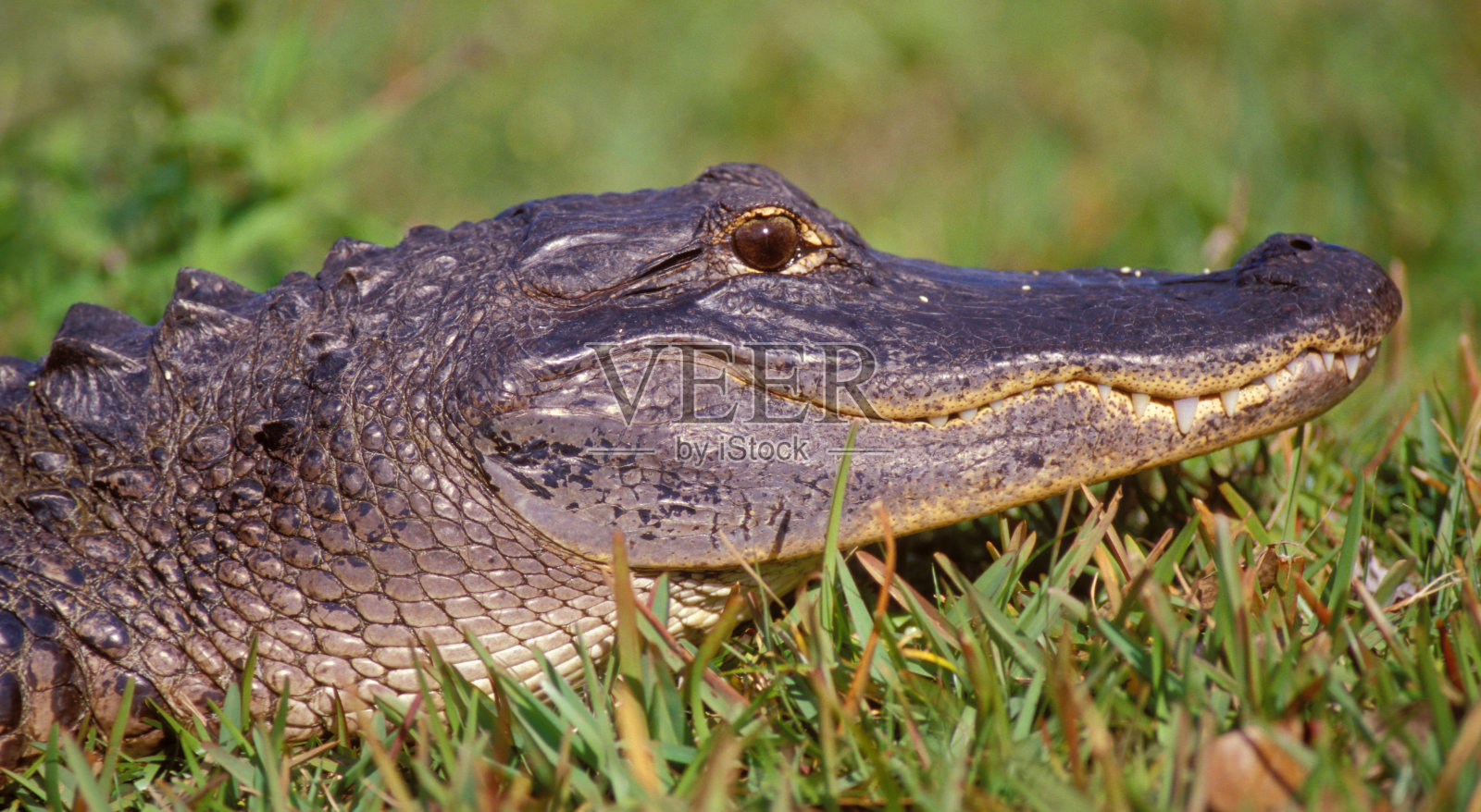 美国鳄鱼照片摄影图片