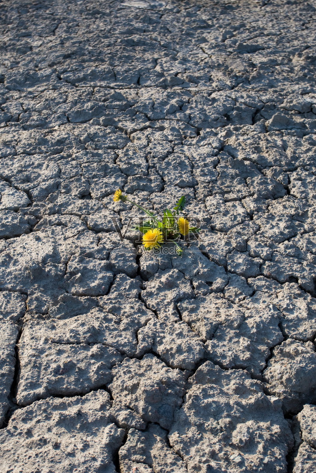 花在干燥的土地。照片摄影图片
