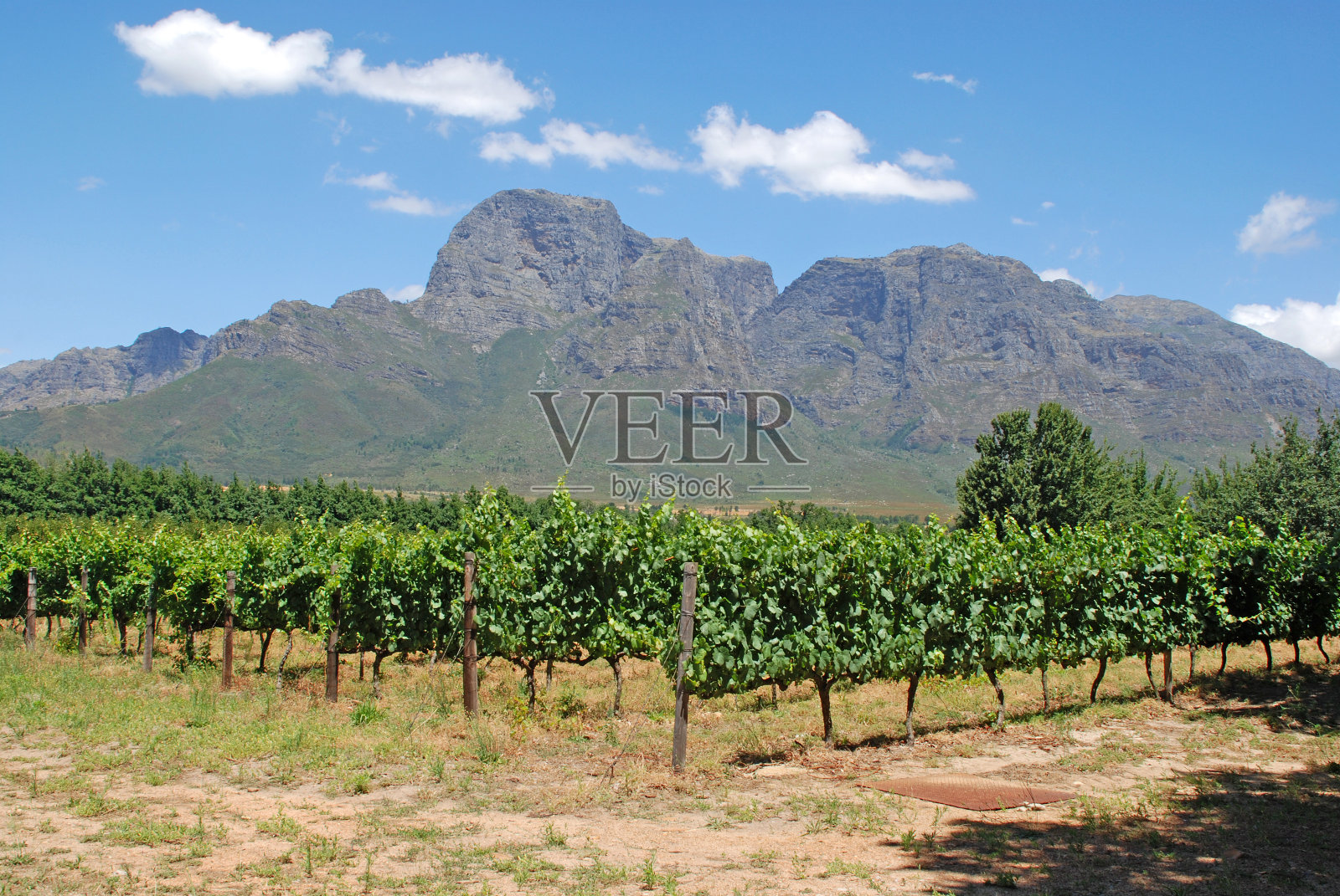 西开普省葡萄园(南非)照片摄影图片