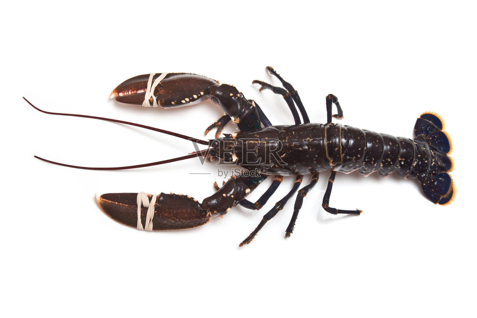 新鲜的龙虾照片摄影图片