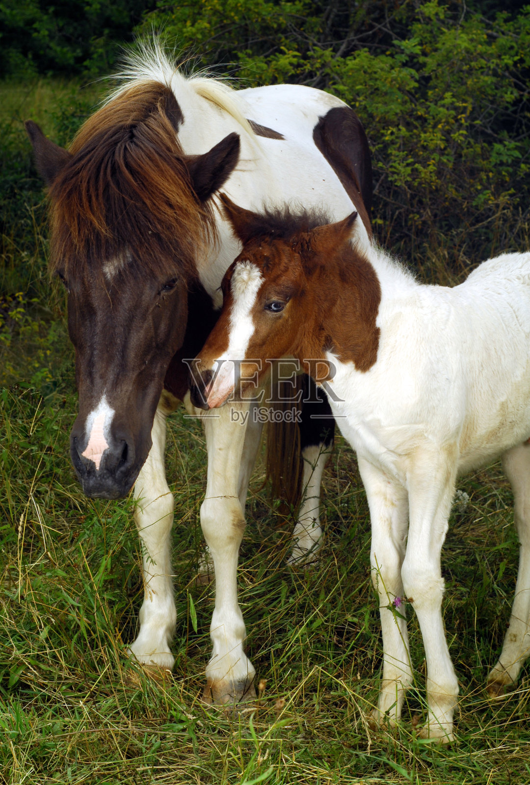 可爱的仔照片摄影图片