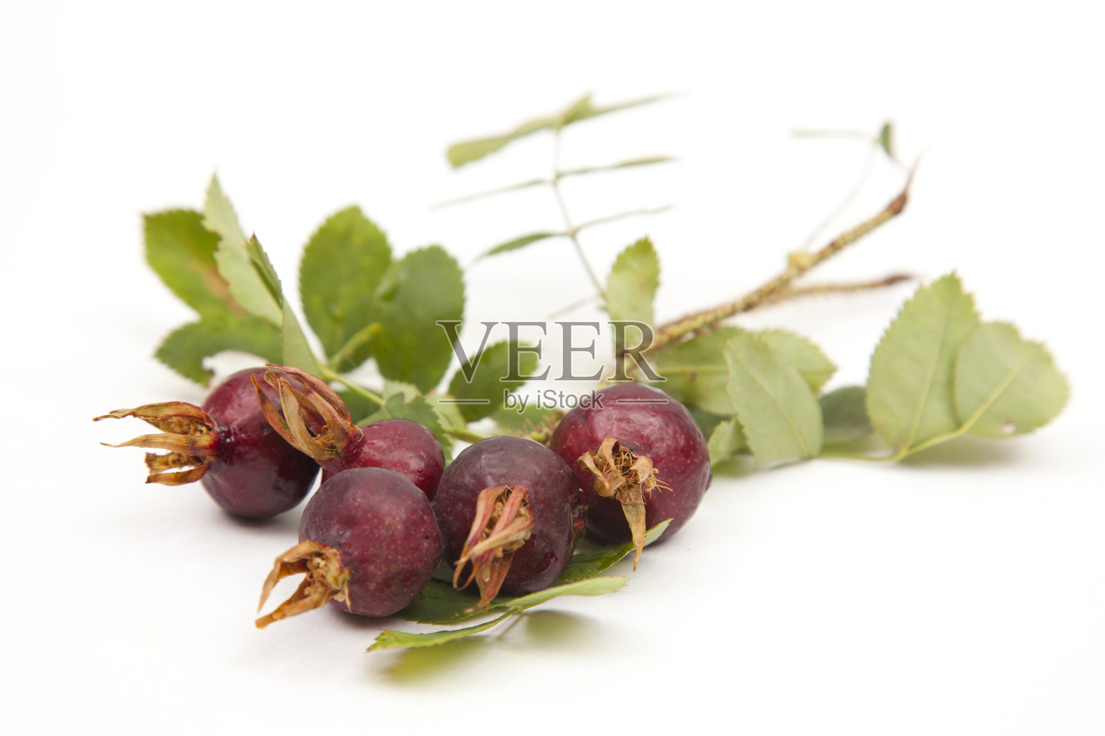 白色背景上的野玫瑰浆果照片摄影图片