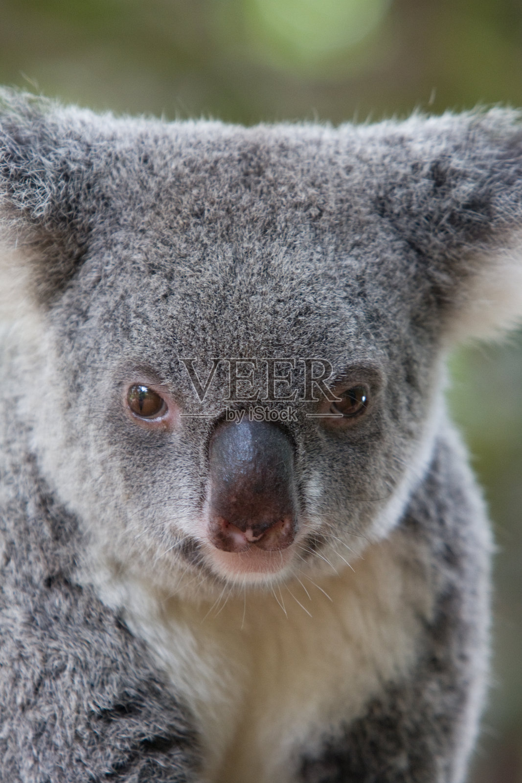 考拉照片摄影图片