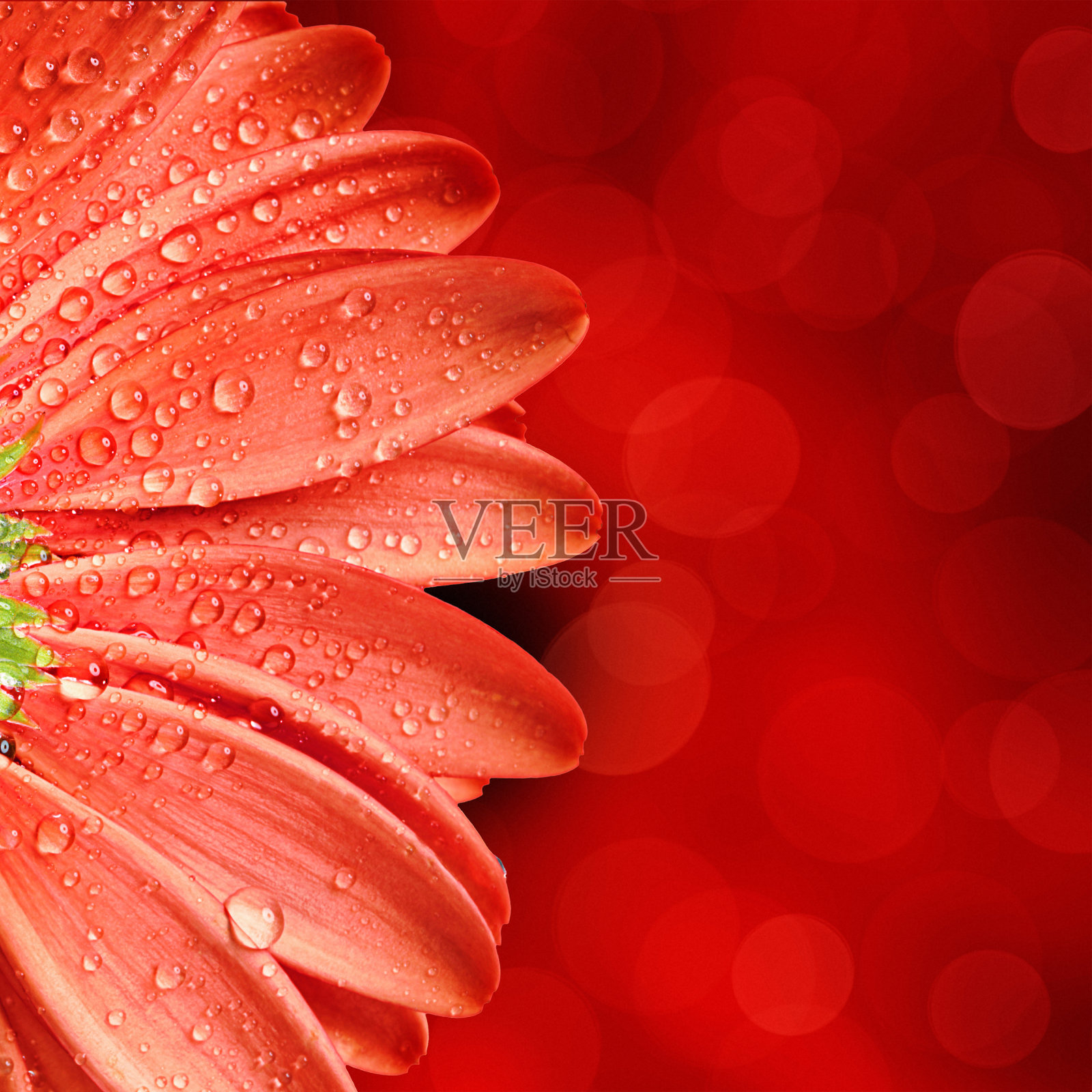 春天的花的背景照片摄影图片