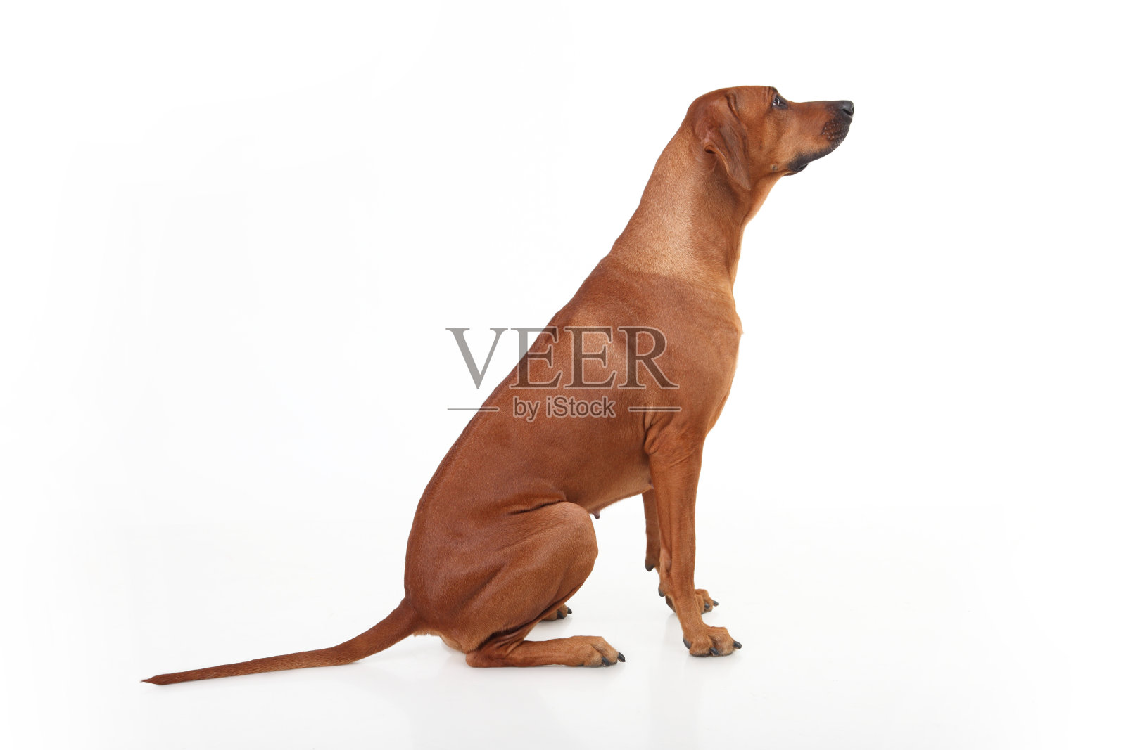 罗得西亚脊背犬品种照片摄影图片