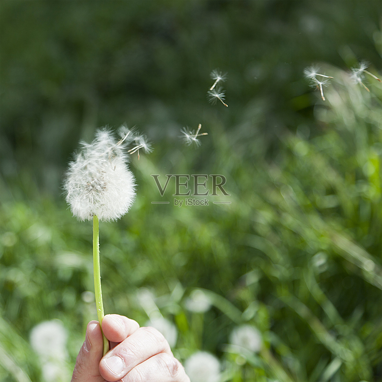 蒲公英照片摄影图片