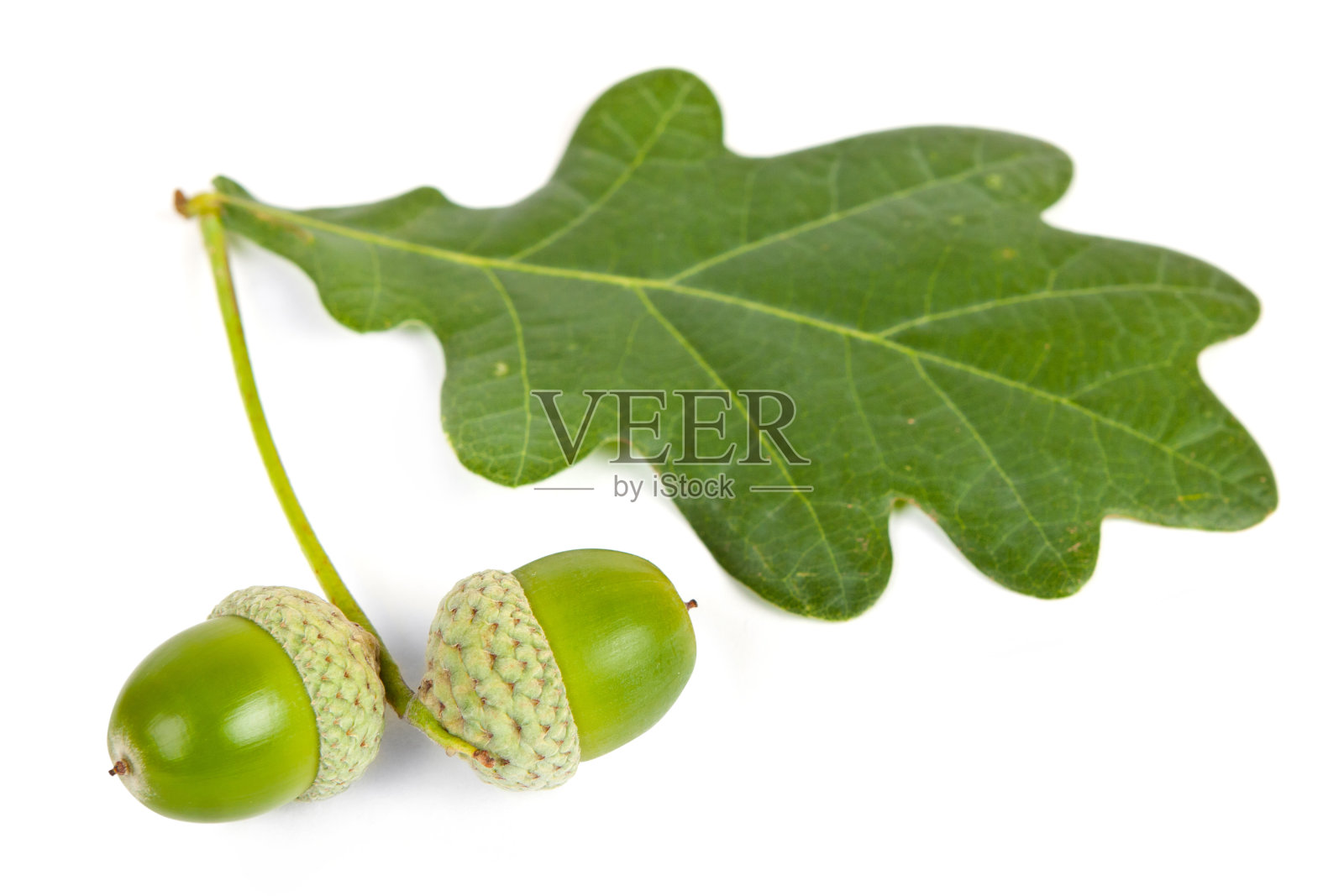 有绿色橡树叶的橡子照片摄影图片