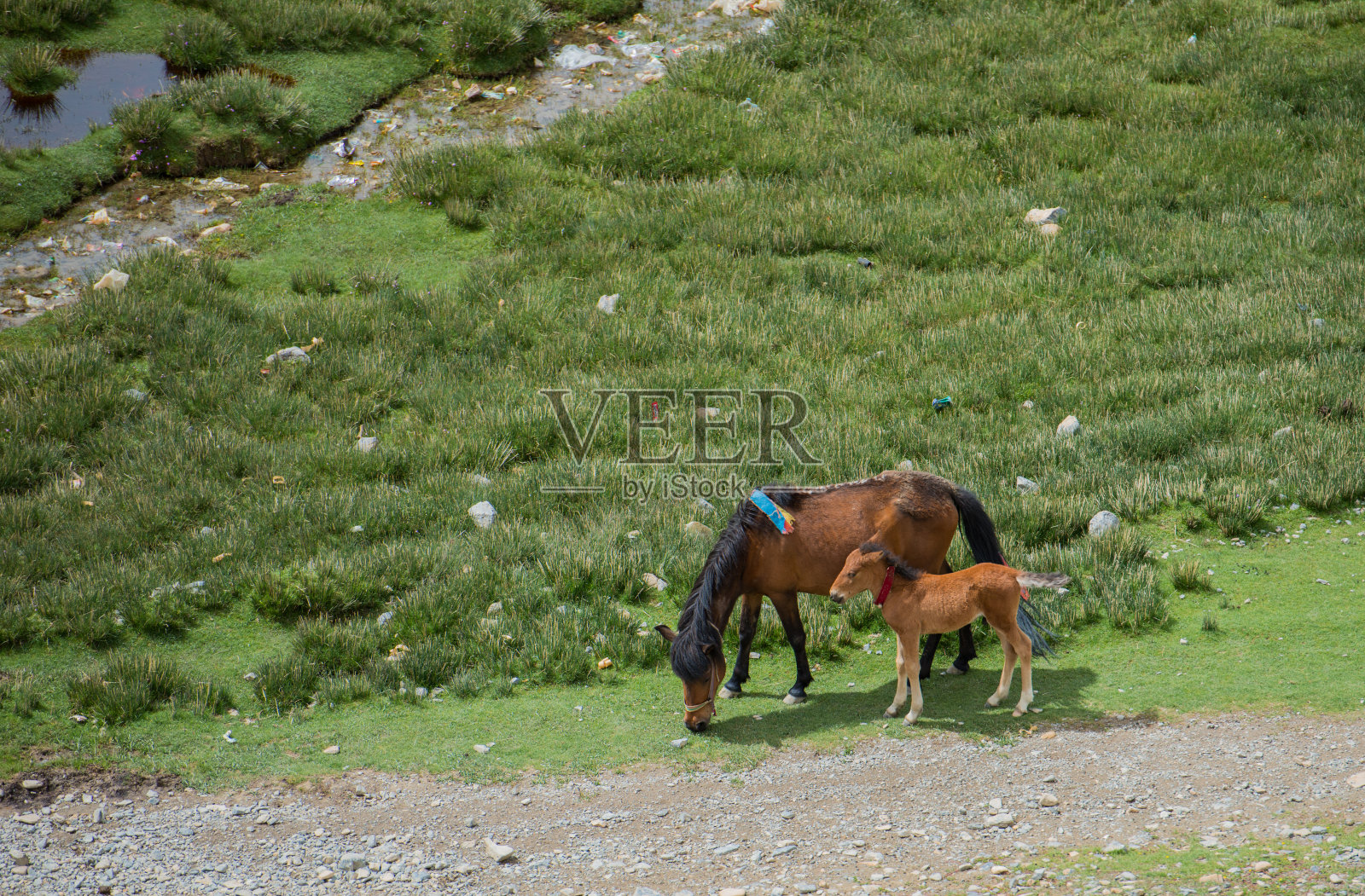 藏马的家庭照片摄影图片