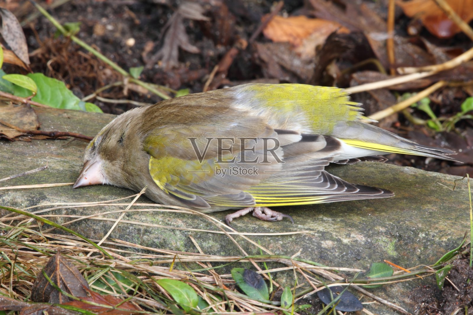 死的大山雀-死是生命的一部分照片摄影图片