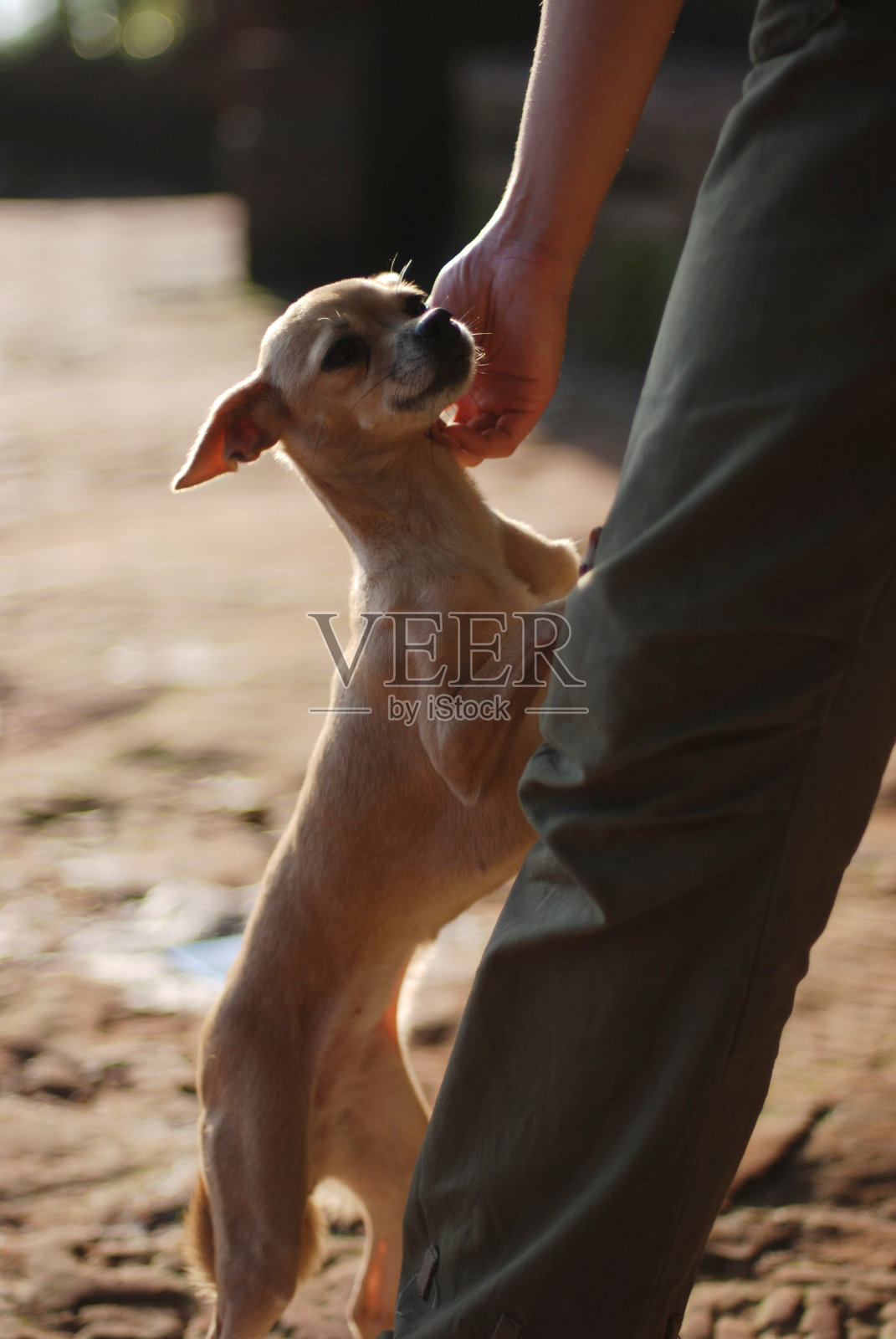 狗和人照片摄影图片