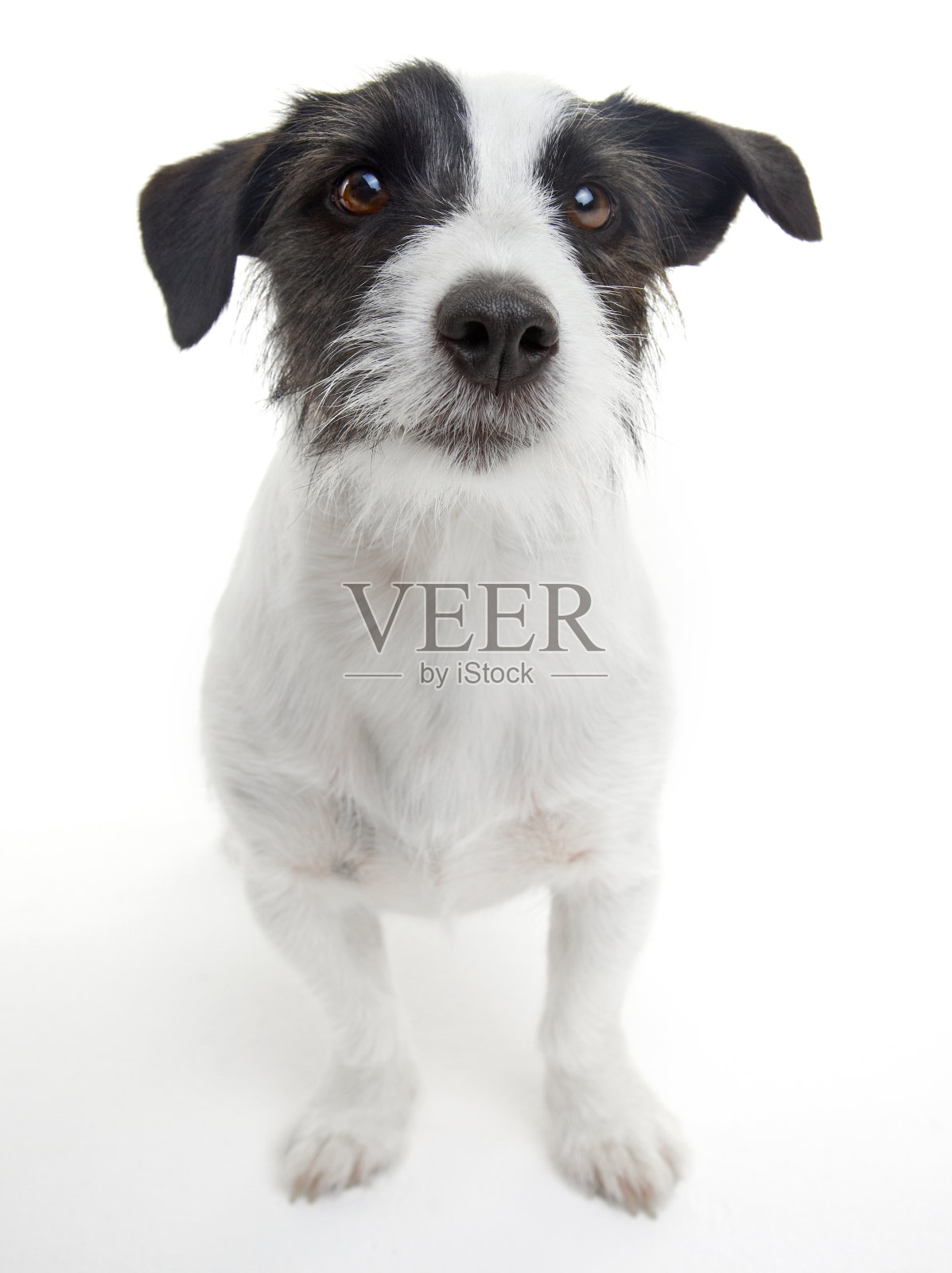 可爱的杰克罗素梗照片摄影图片