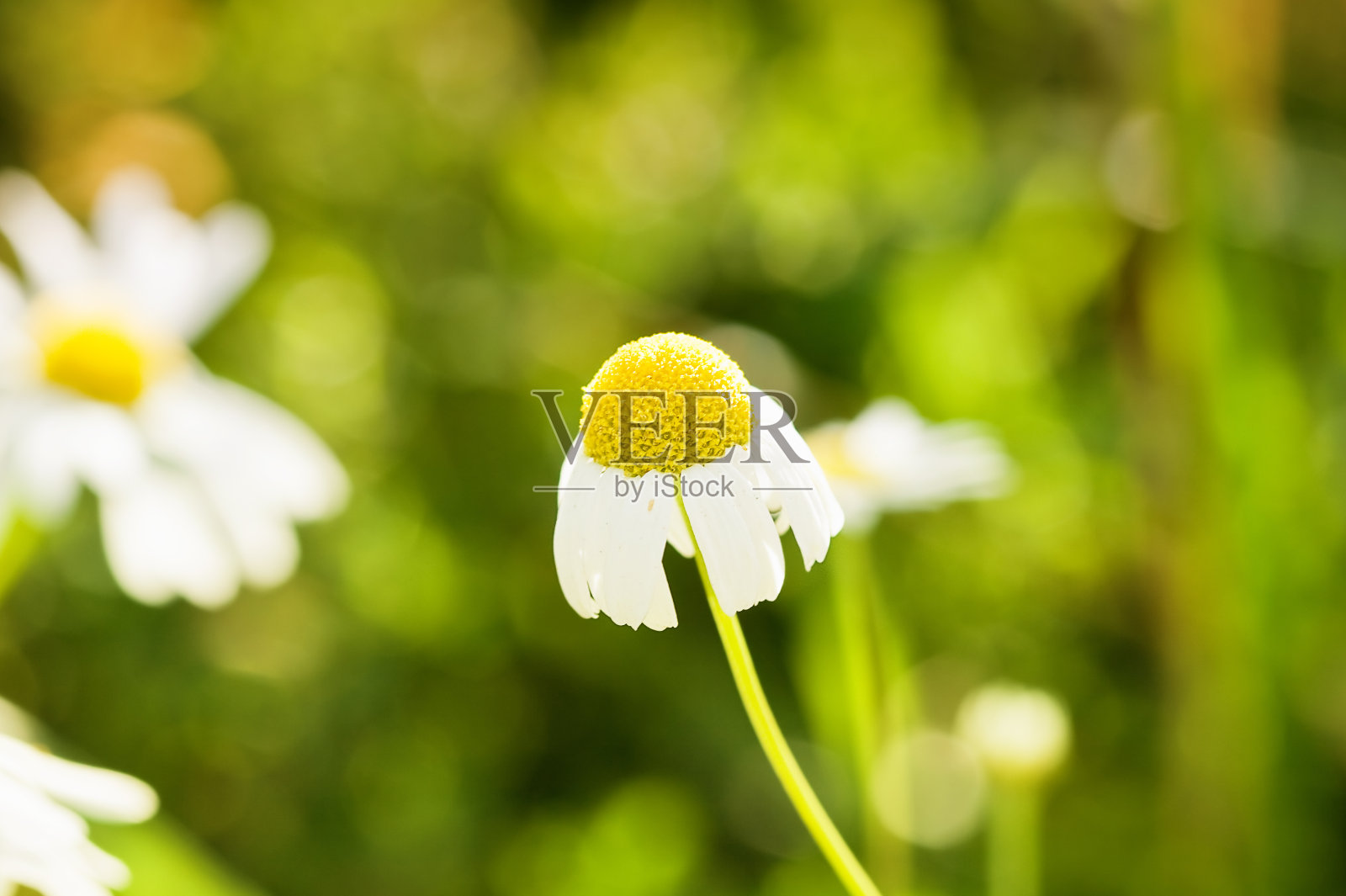 洋甘菊照片摄影图片
