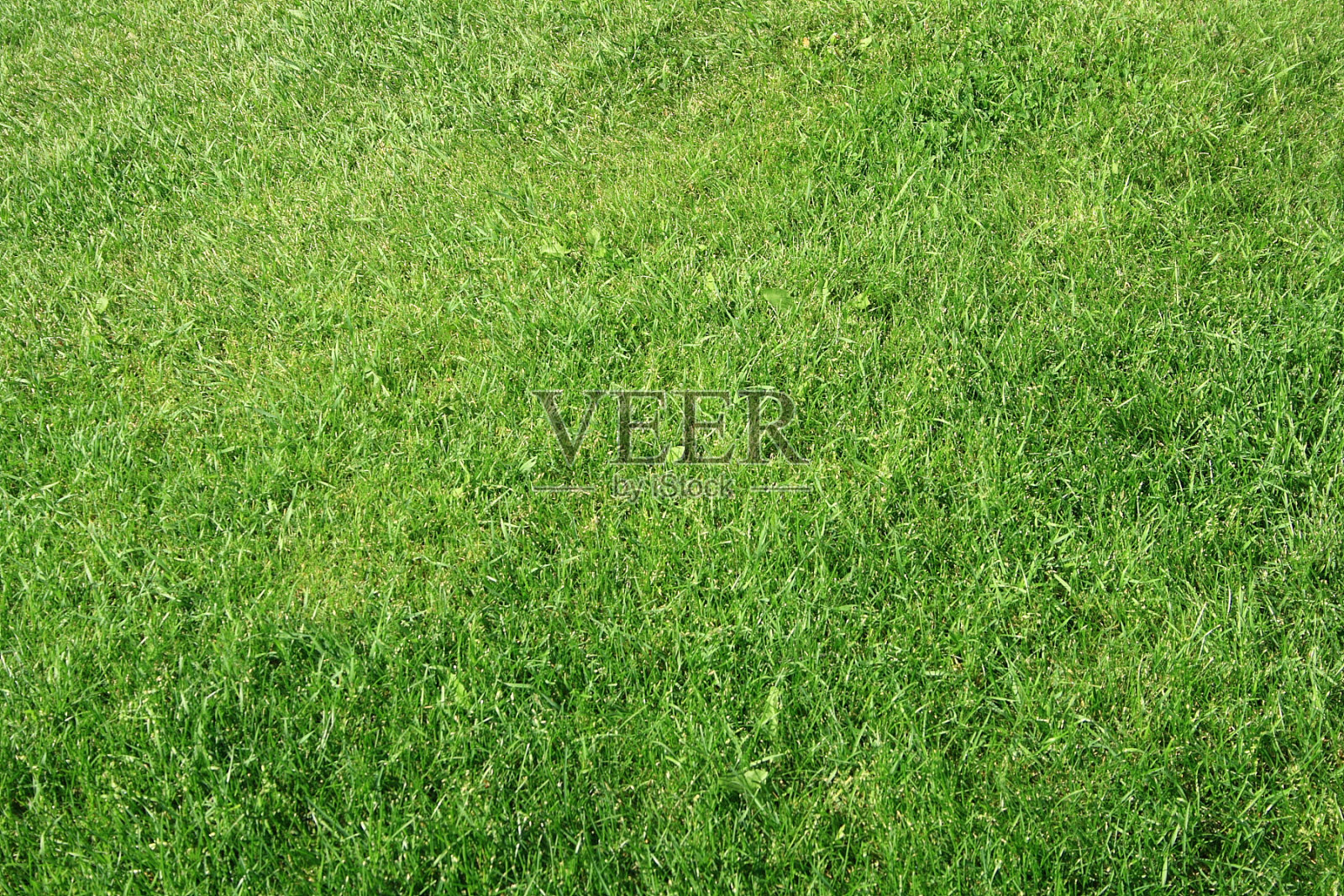 绿色的草坪照片摄影图片