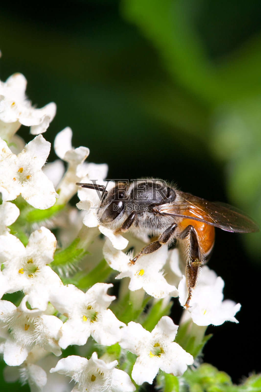 蜜蜂照片摄影图片