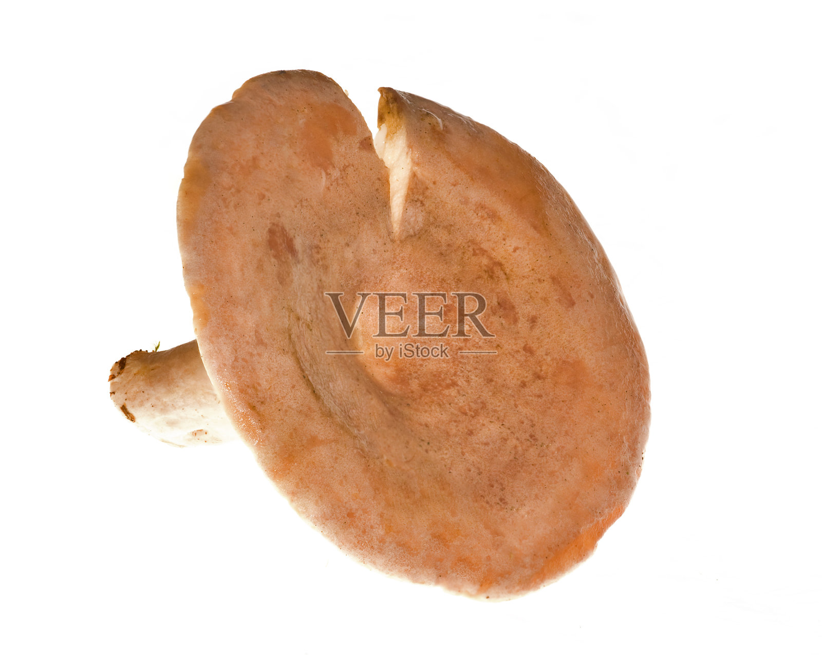 橙色木耳蘑菇照片摄影图片