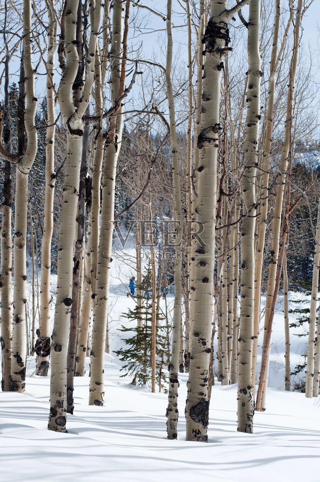 冬天的白杨林照片摄影图片