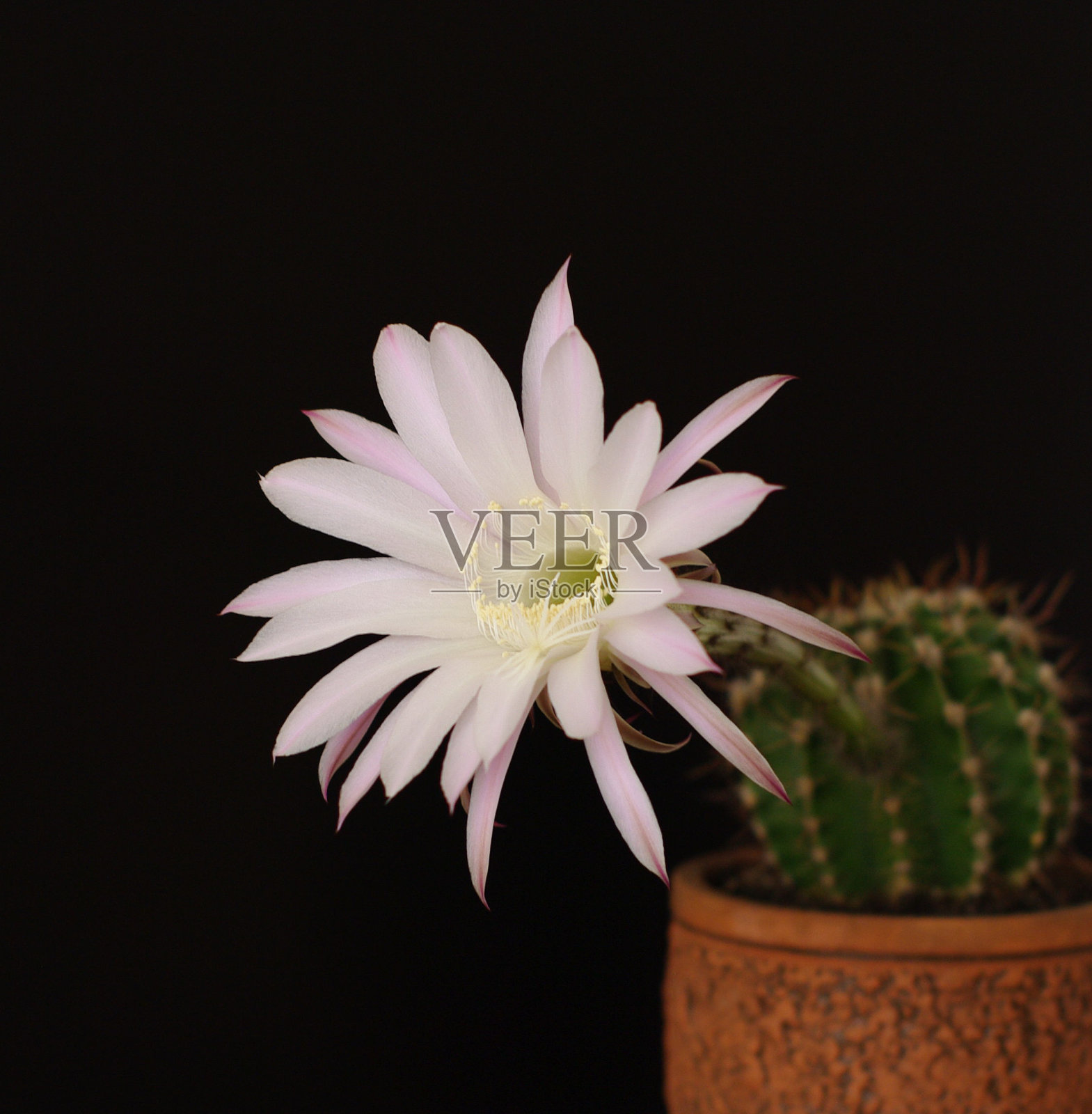 仙人掌花照片摄影图片