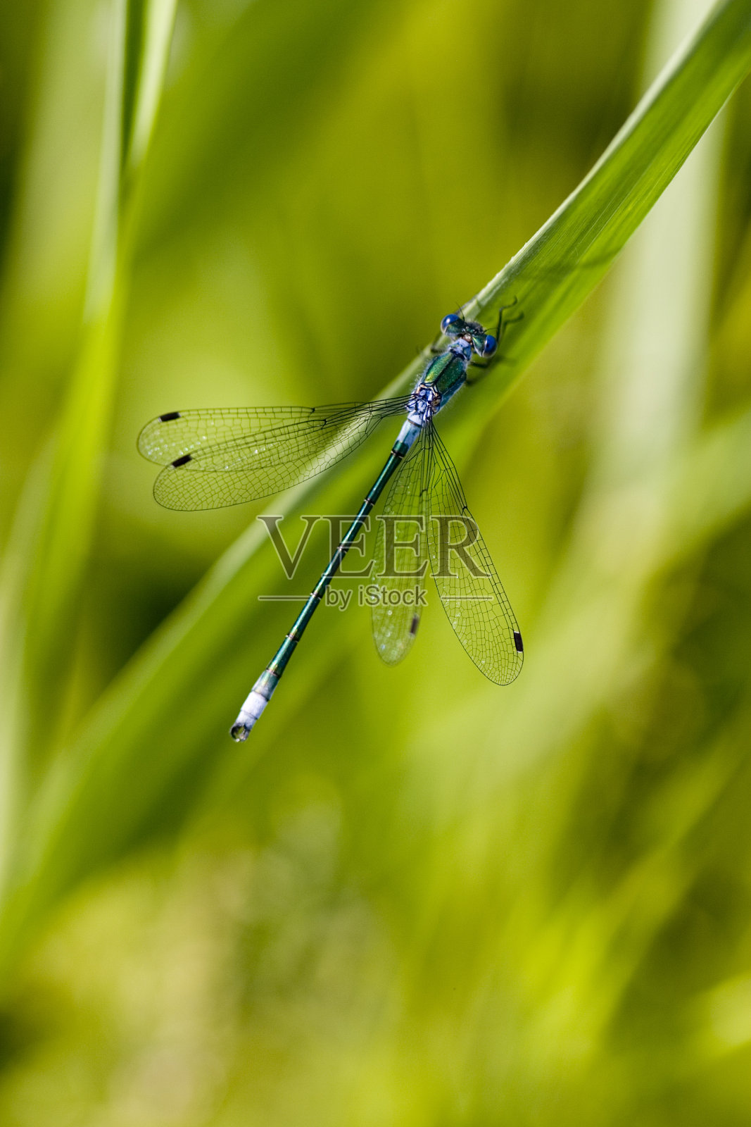 美丽的蜻蜓照片摄影图片