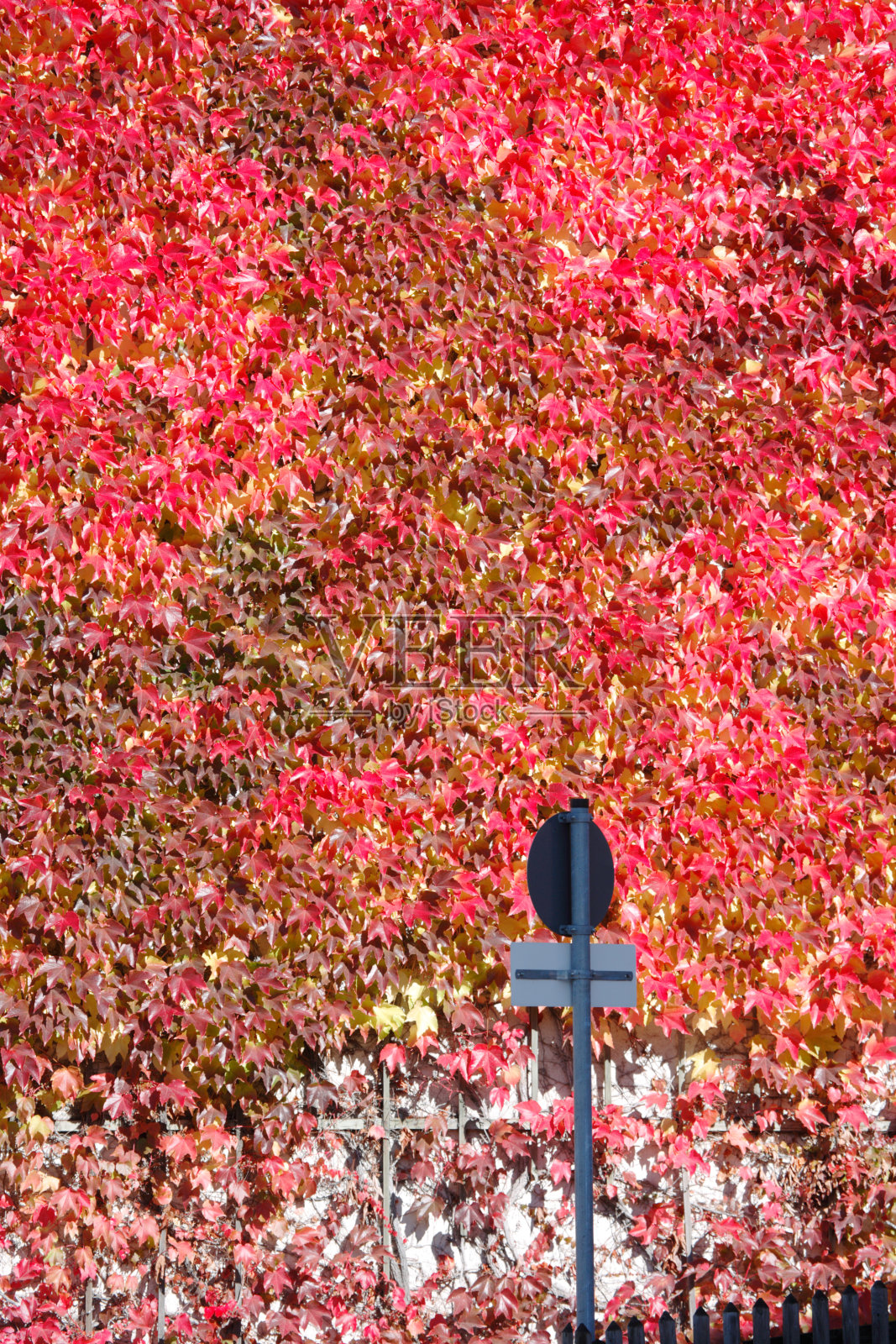 立面有红色的常春藤和交通标志，背景纹理照片摄影图片