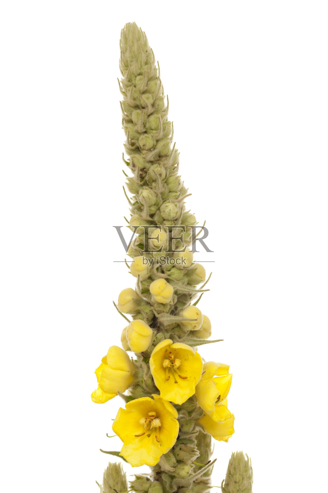 毛蕊花属照片摄影图片