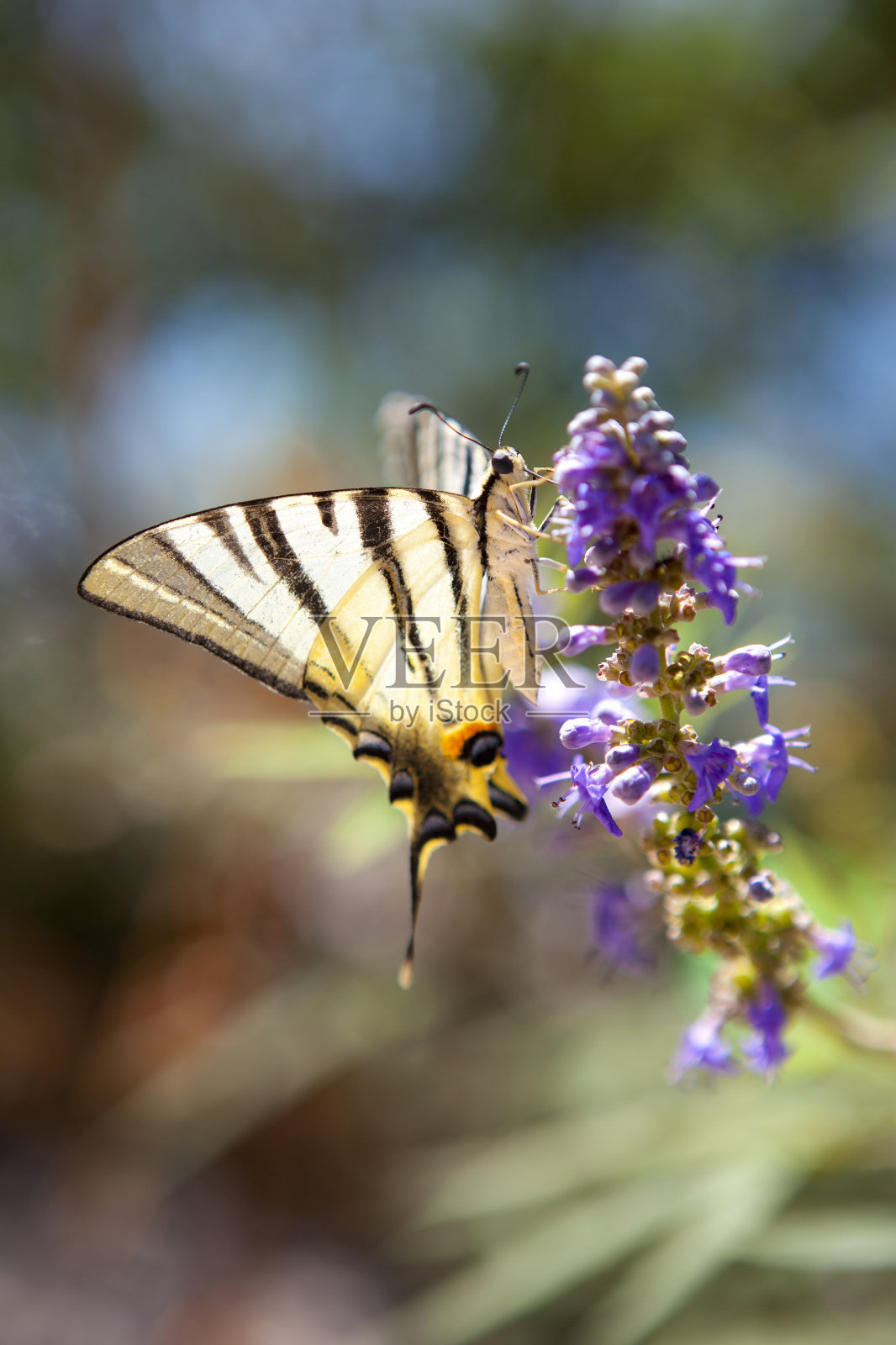蝴蝶照片摄影图片