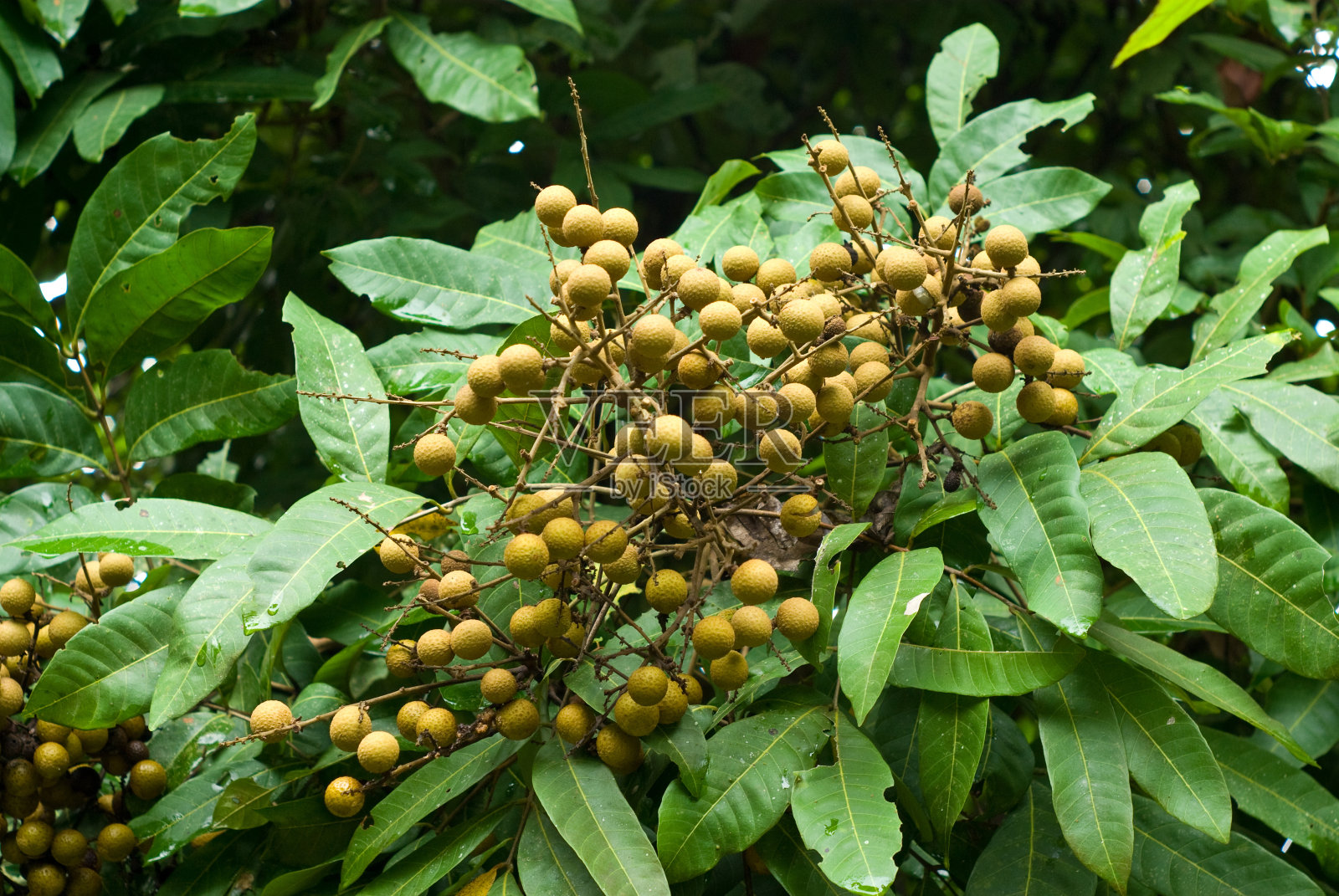 树上的龙眼，水果农场照片摄影图片