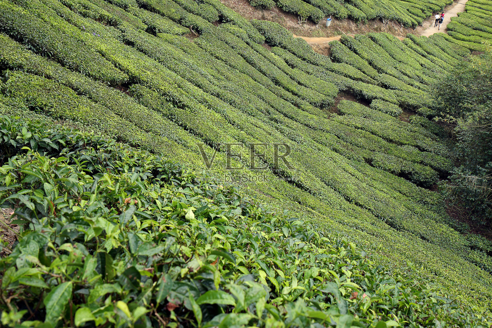 茶园照片摄影图片