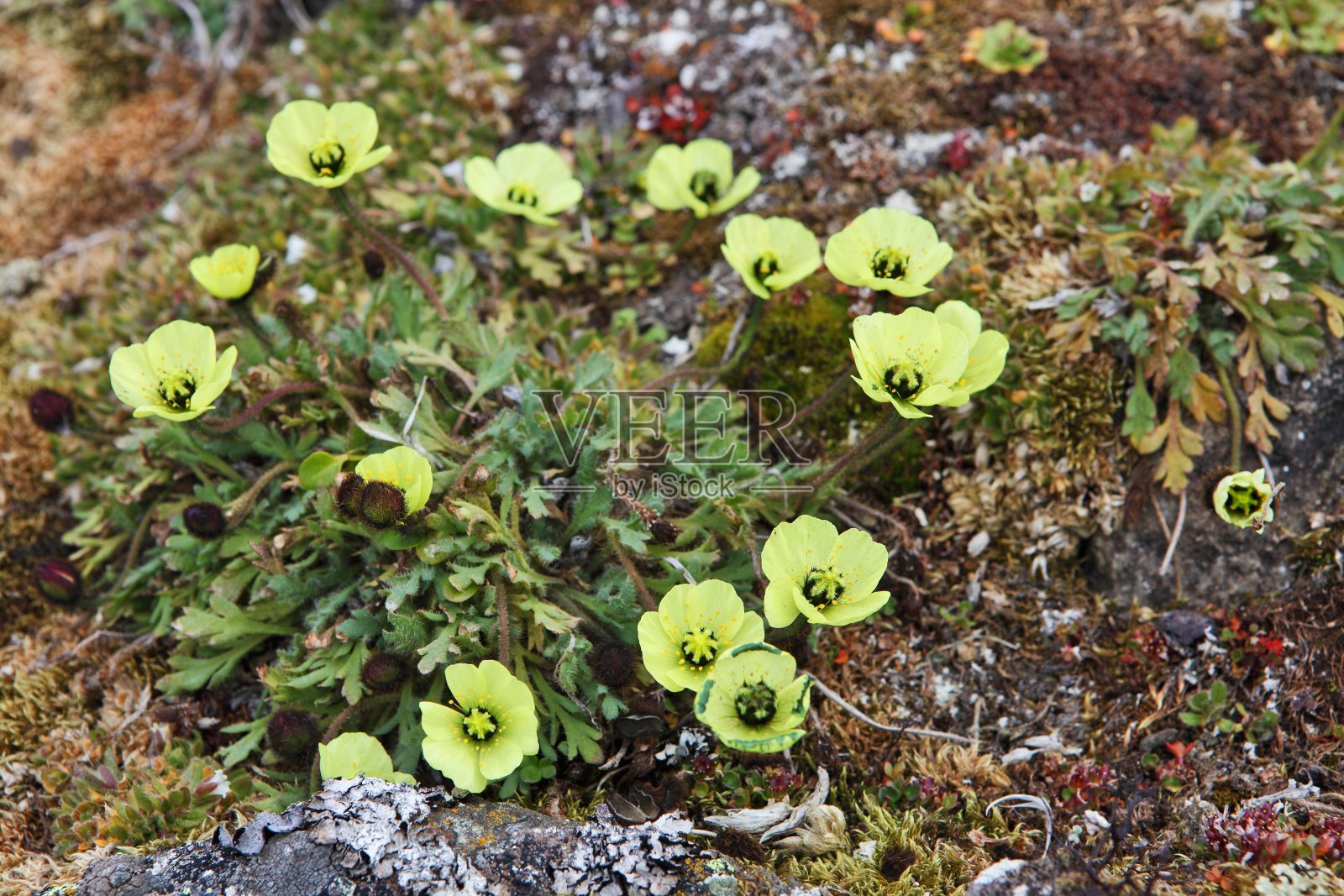 北极罂粟照片摄影图片