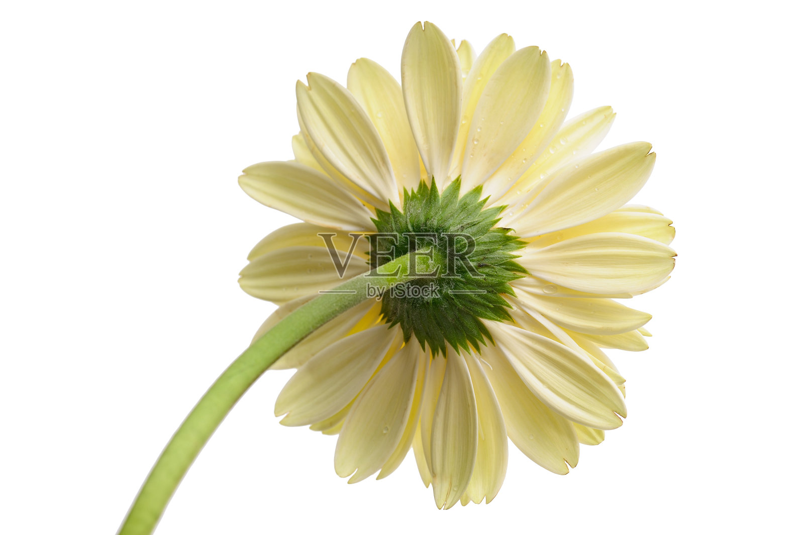 黛西与阀杆照片摄影图片