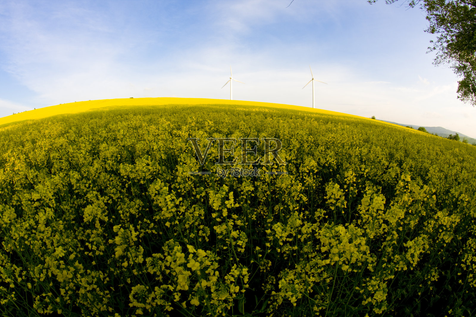 风车和油菜田照片摄影图片