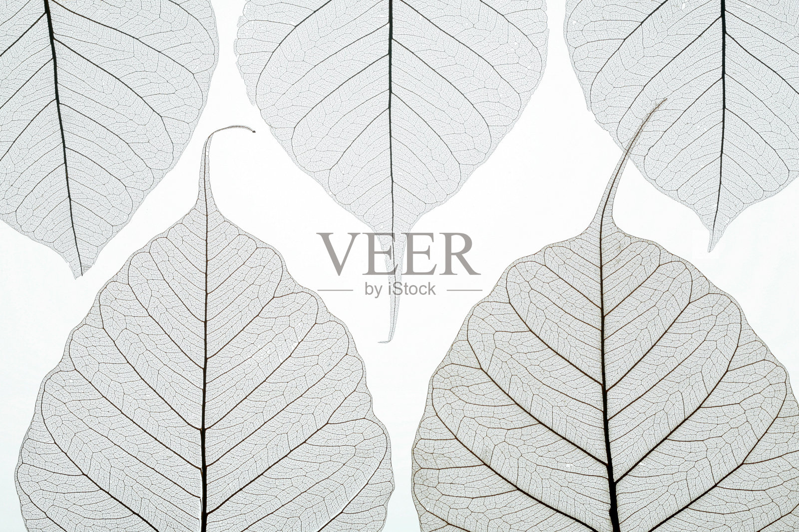 五个秋天的落叶照片摄影图片