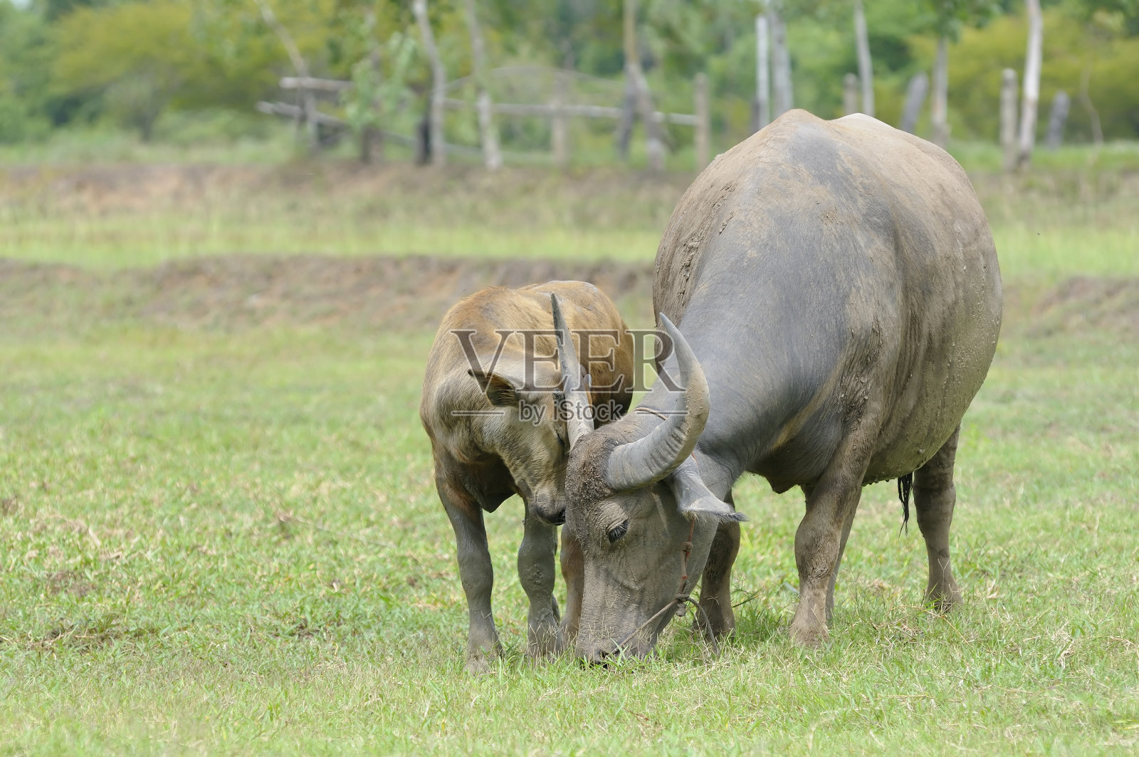 水牛照片摄影图片
