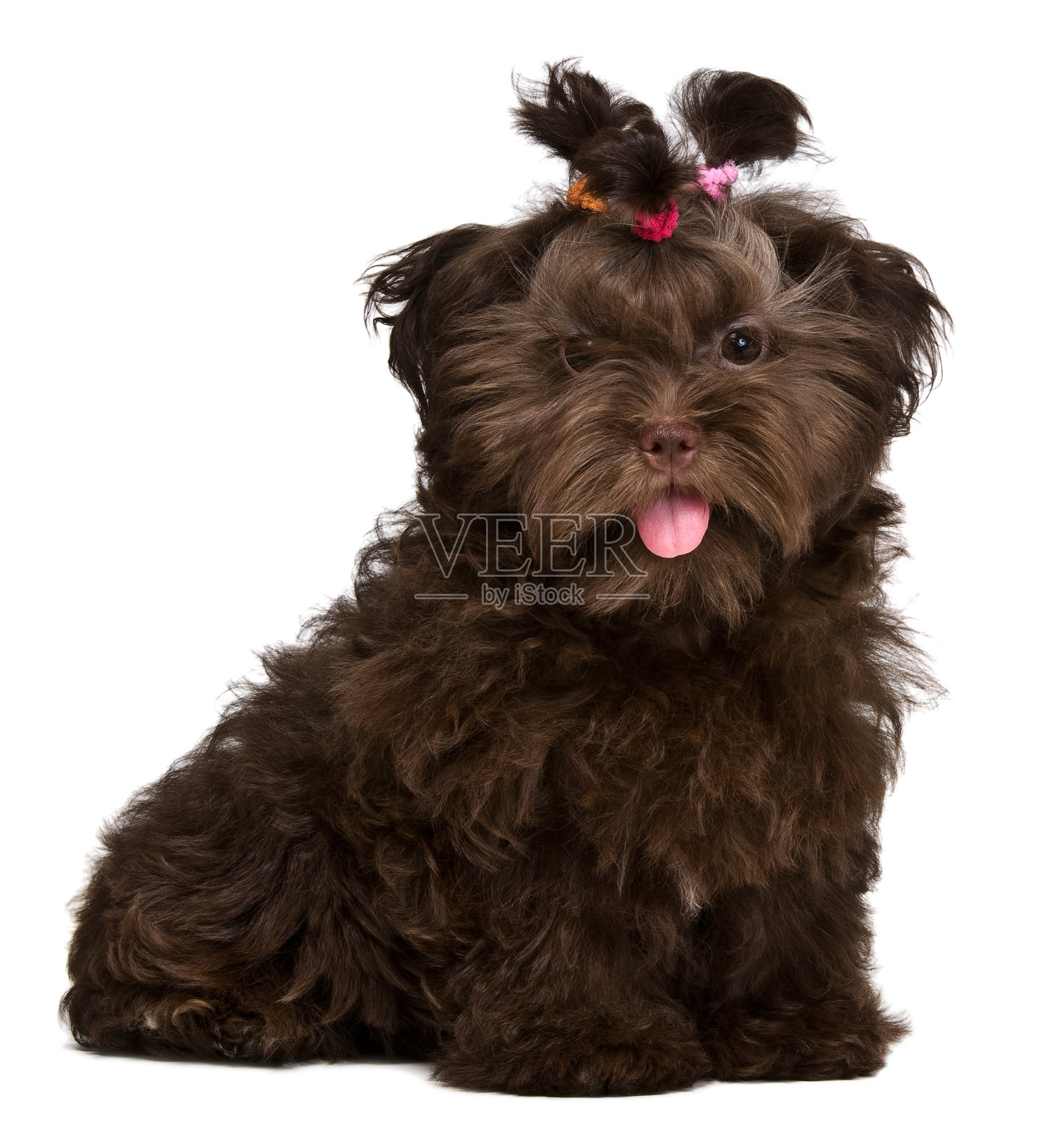 画室里的彩色哈巴狗照片摄影图片