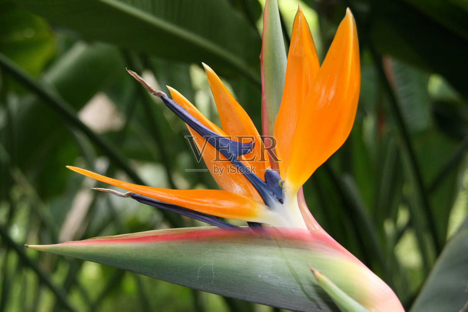 花照片摄影图片